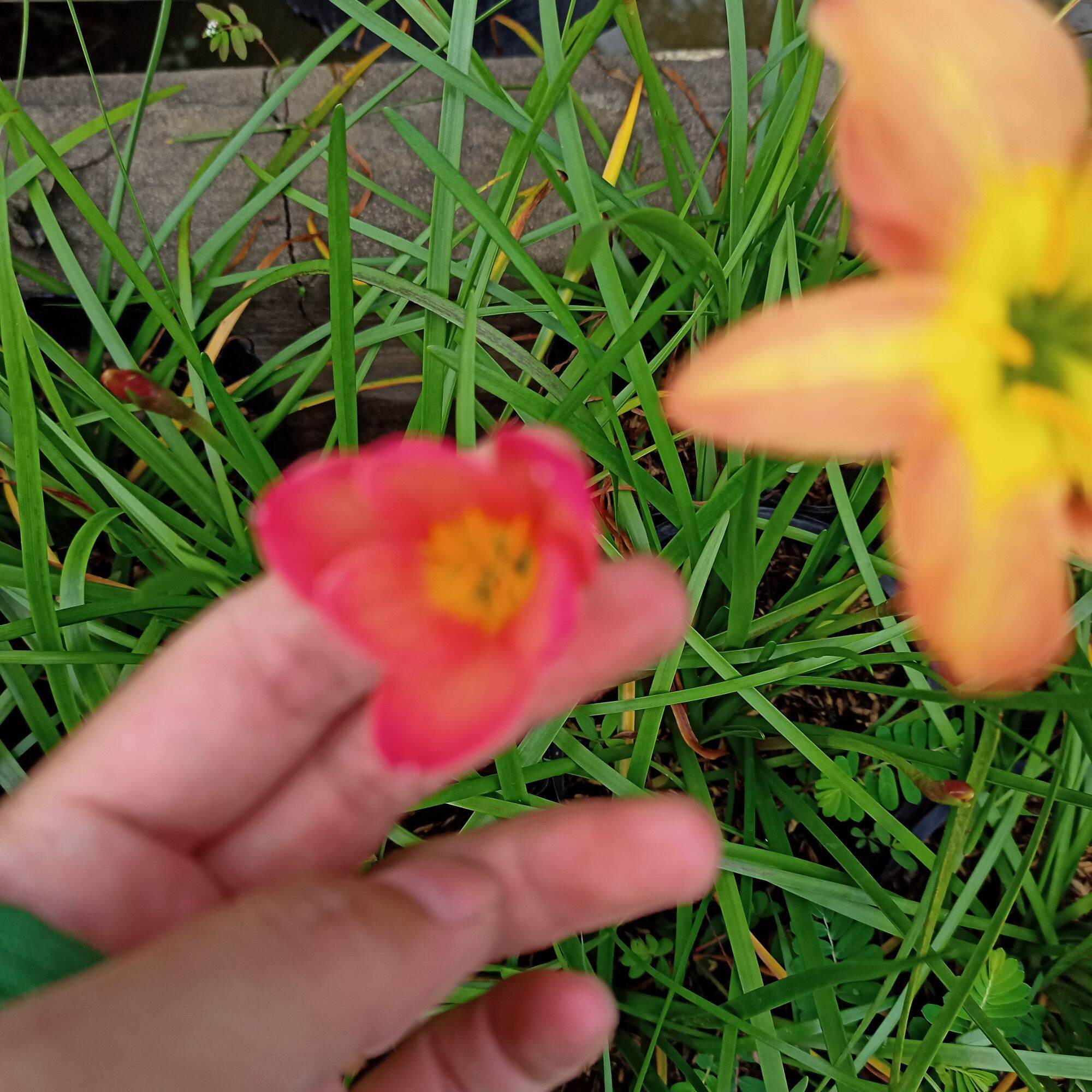 Chậu hoa huệ mưa màu cam