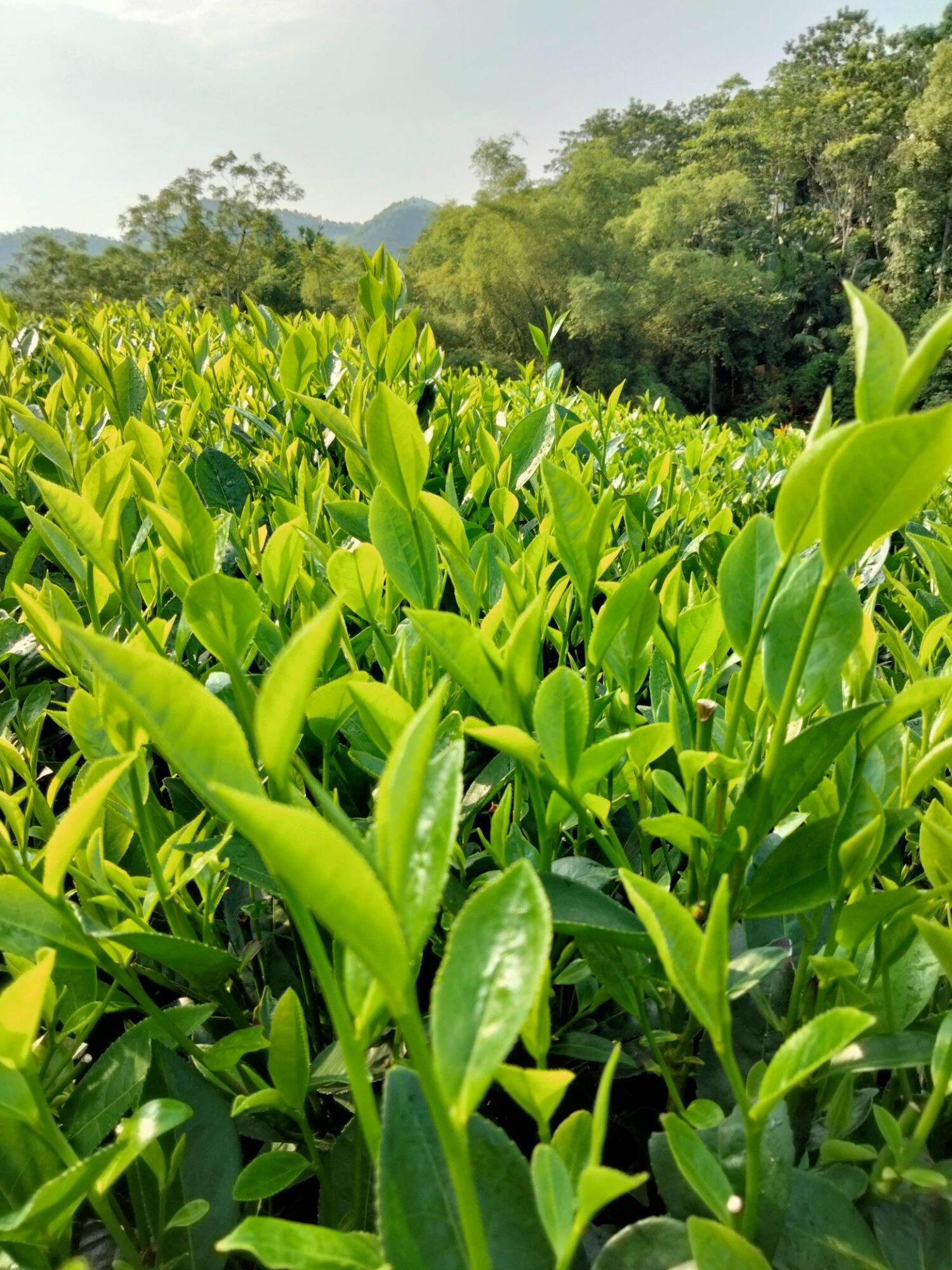 trà thái nguyên