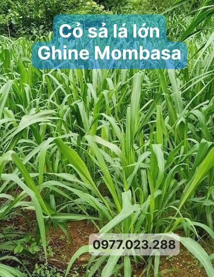 Cỏ sả lá lớn Ghine Monbasa gói 100g