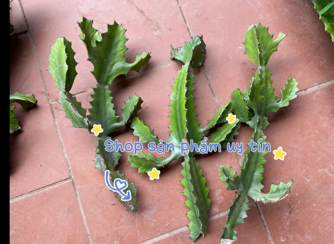 Xương rồng ông (loại có nhánh )