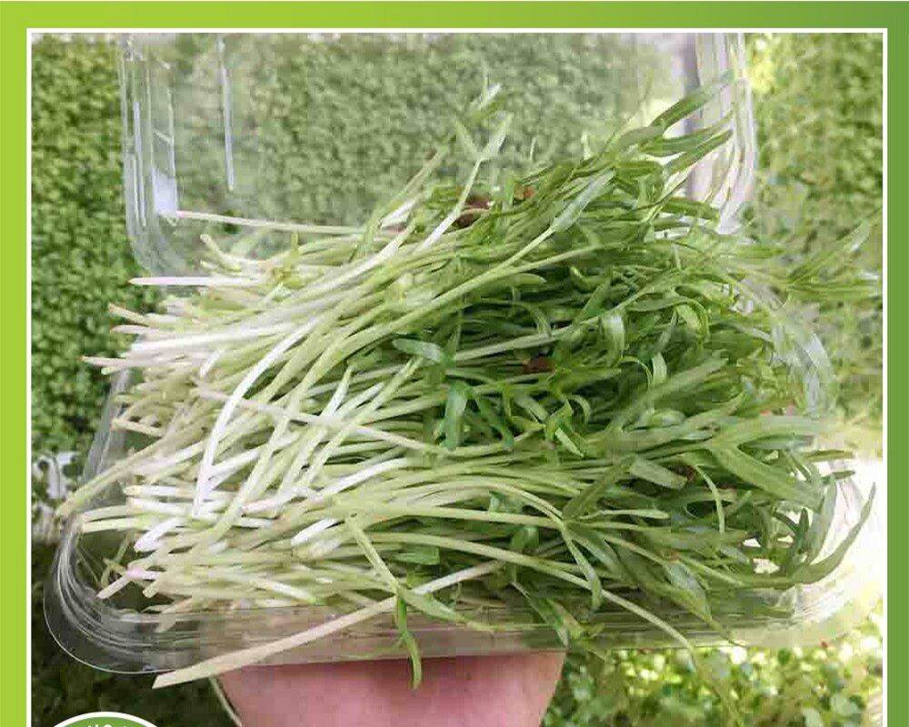 Hạt giống mầm rau muống gói 50gr