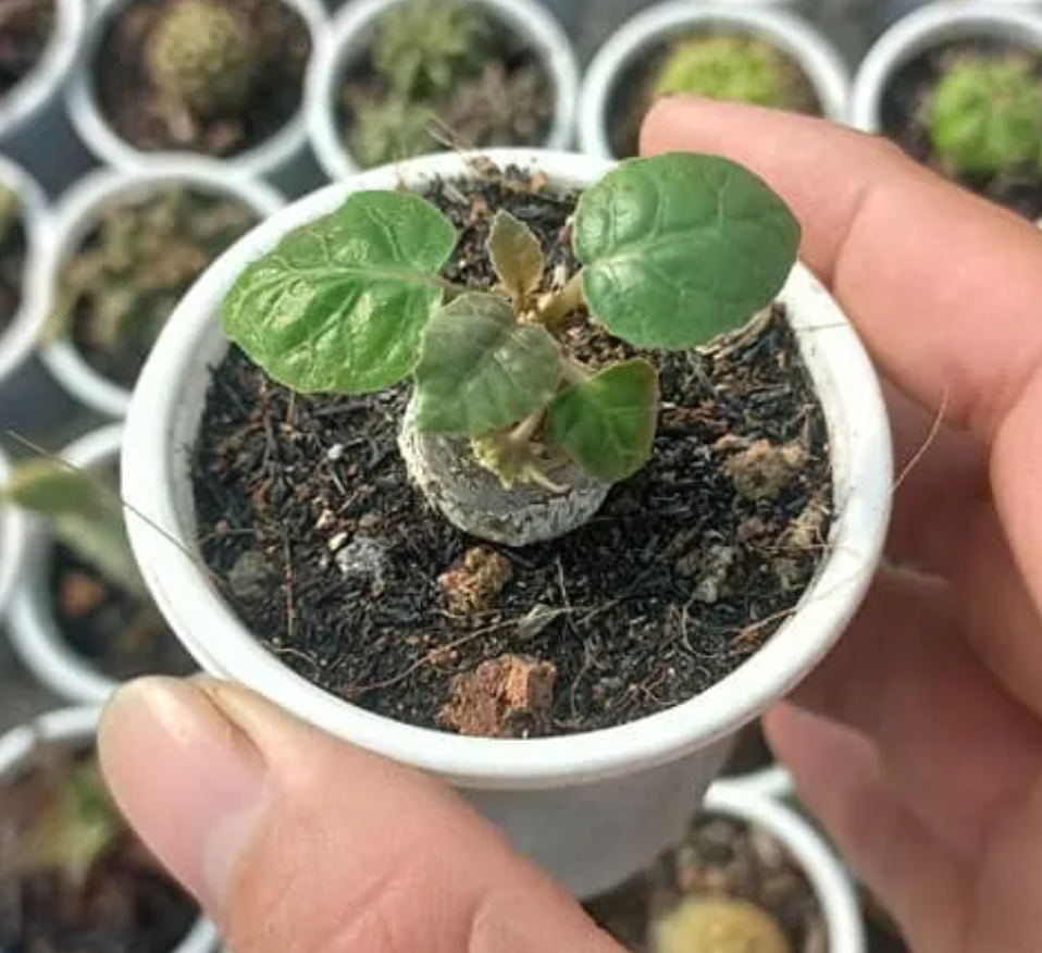 Cây hoa mặt trời - Dorstenia