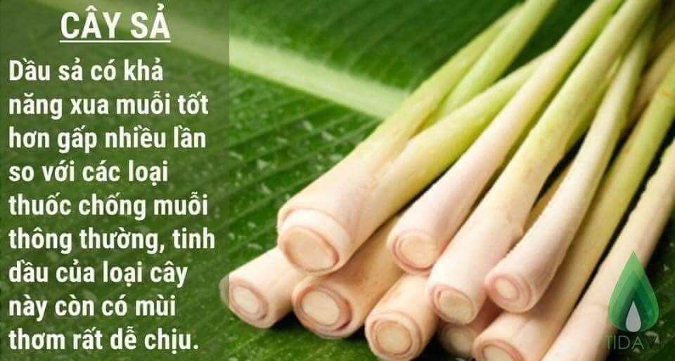 Tinh dầu Sả Quế