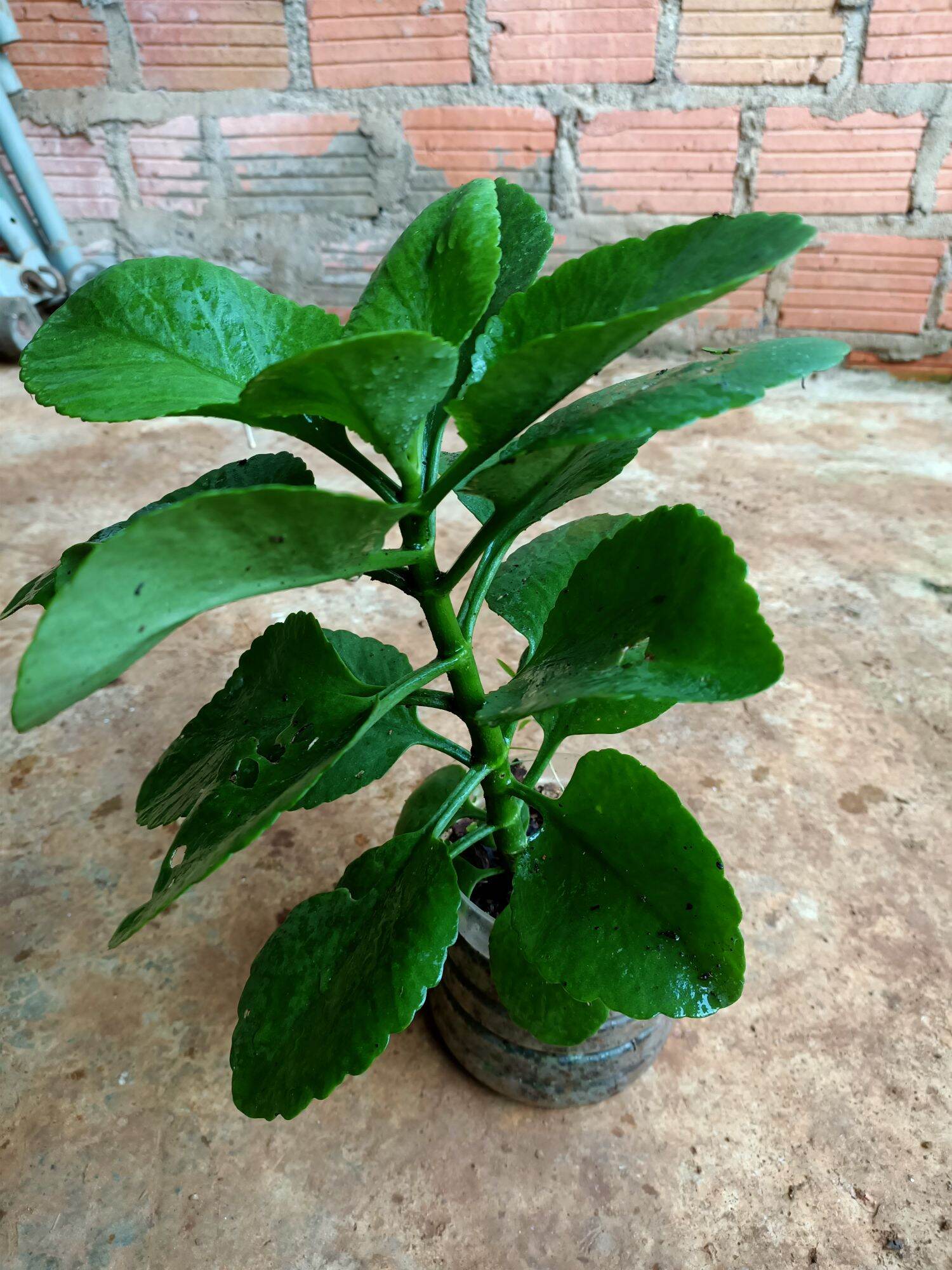 Combo 5 cây giống sống đờì đỏ ( sống đời cổ)