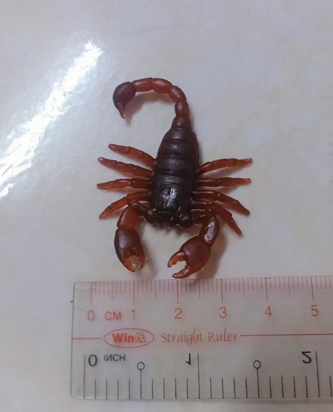 Sét 10 con bò cạp/đồ chơi/phụ kiện trang trí halloween