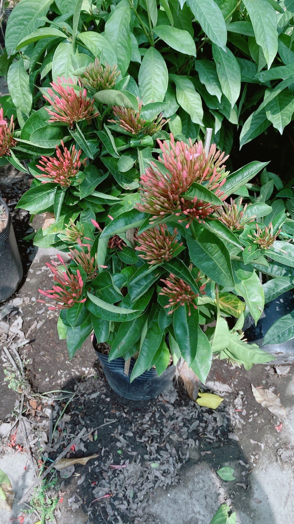 Cây Hoa Trang Mỹ Màu Hồng