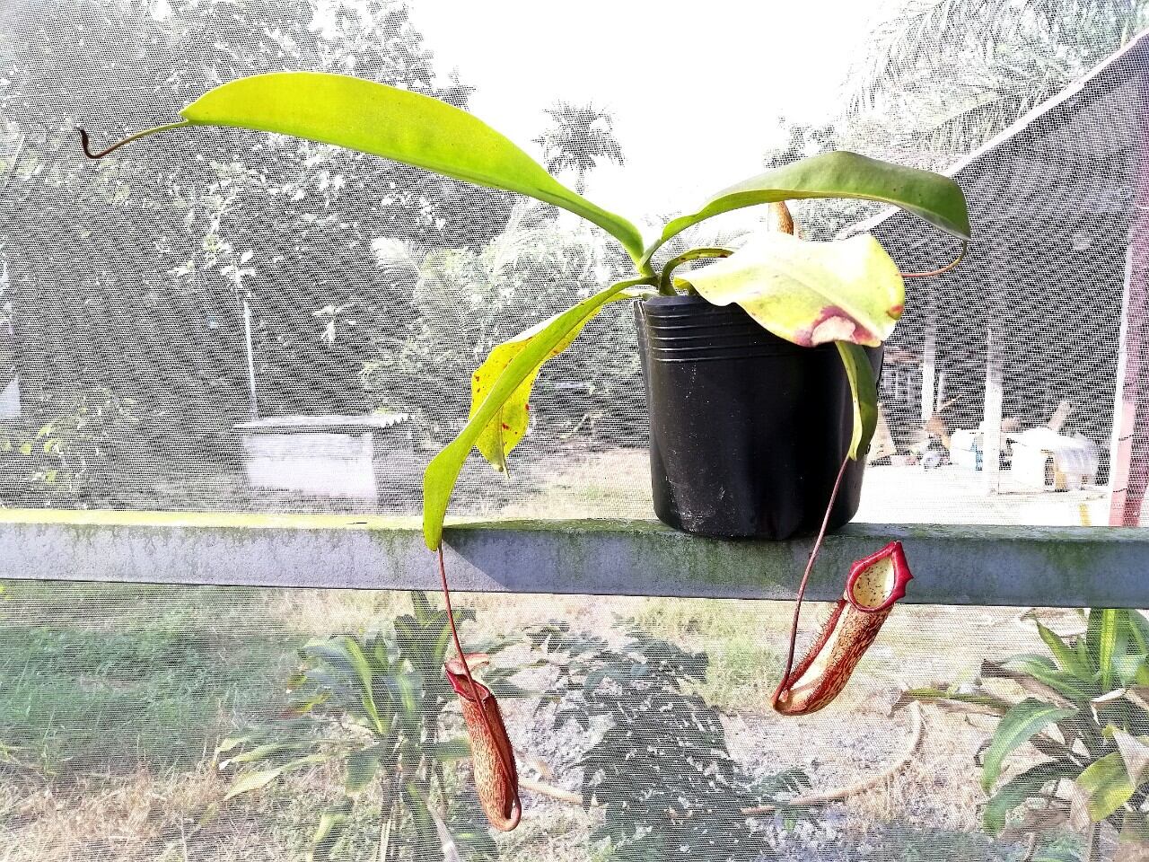 Nắp ấm Miranda các loại
