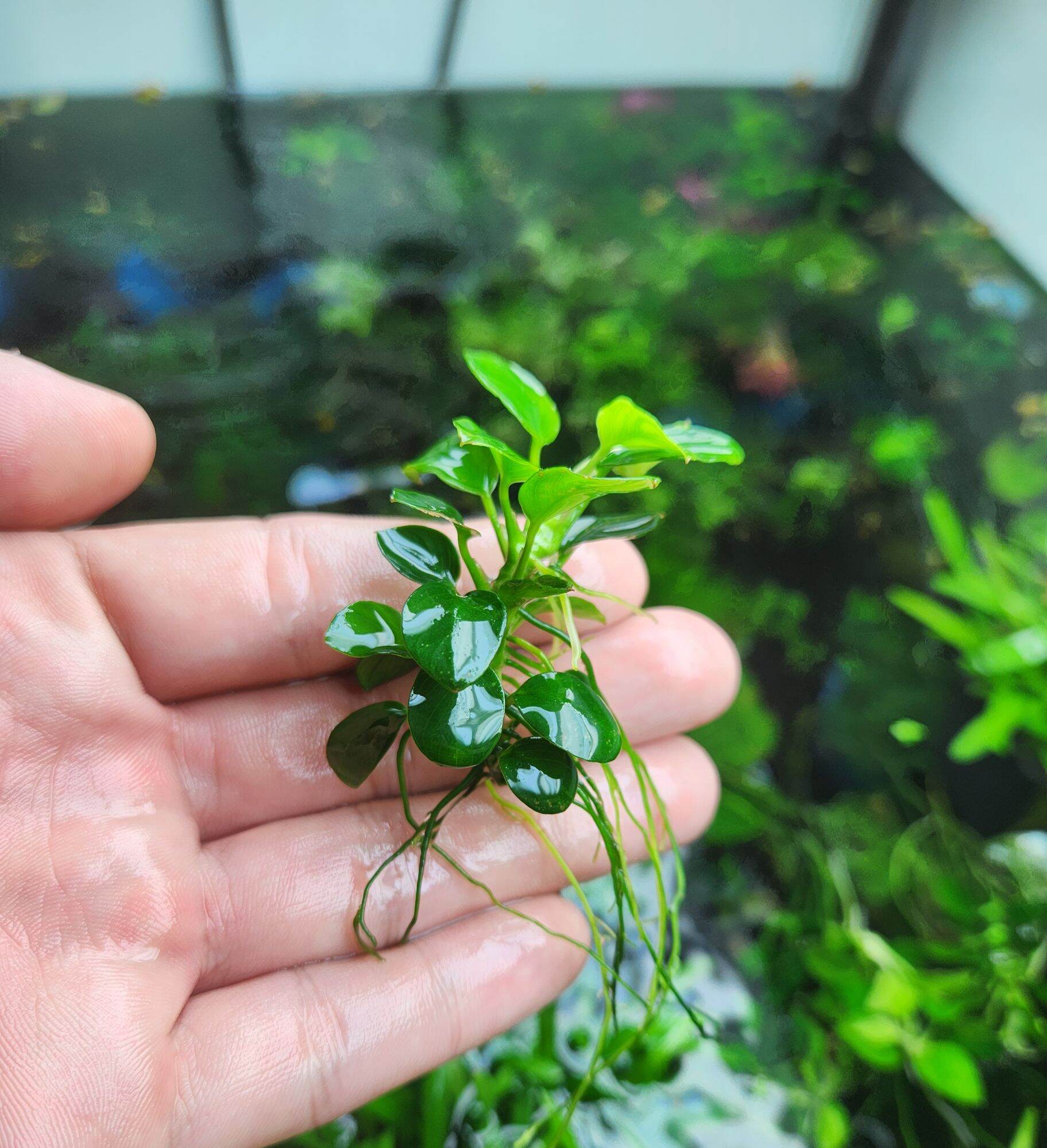 Ráy nana petite thái mới full lá nước (1 ngọn)