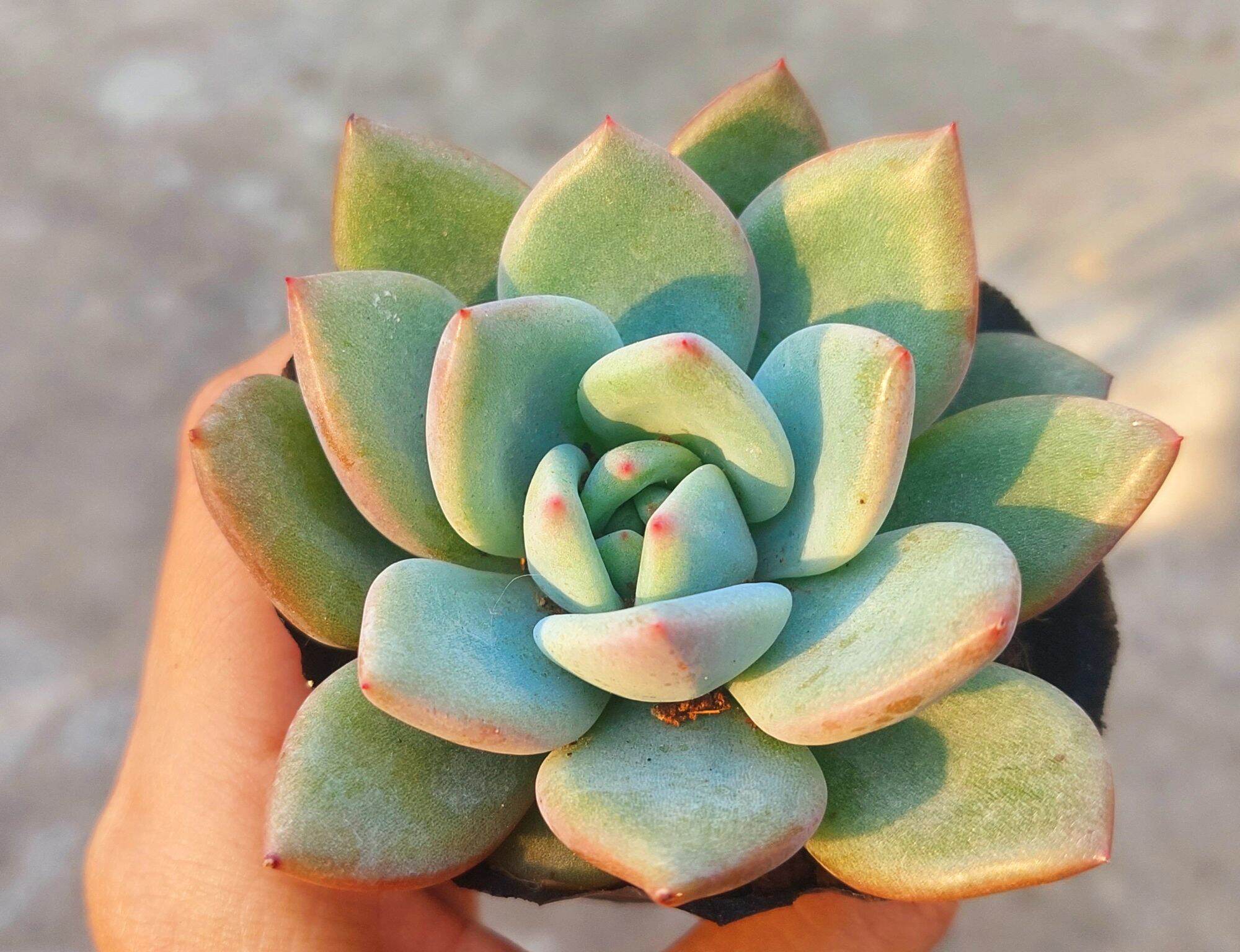 Sen đá PHA LÊ ĐỎ size bầu