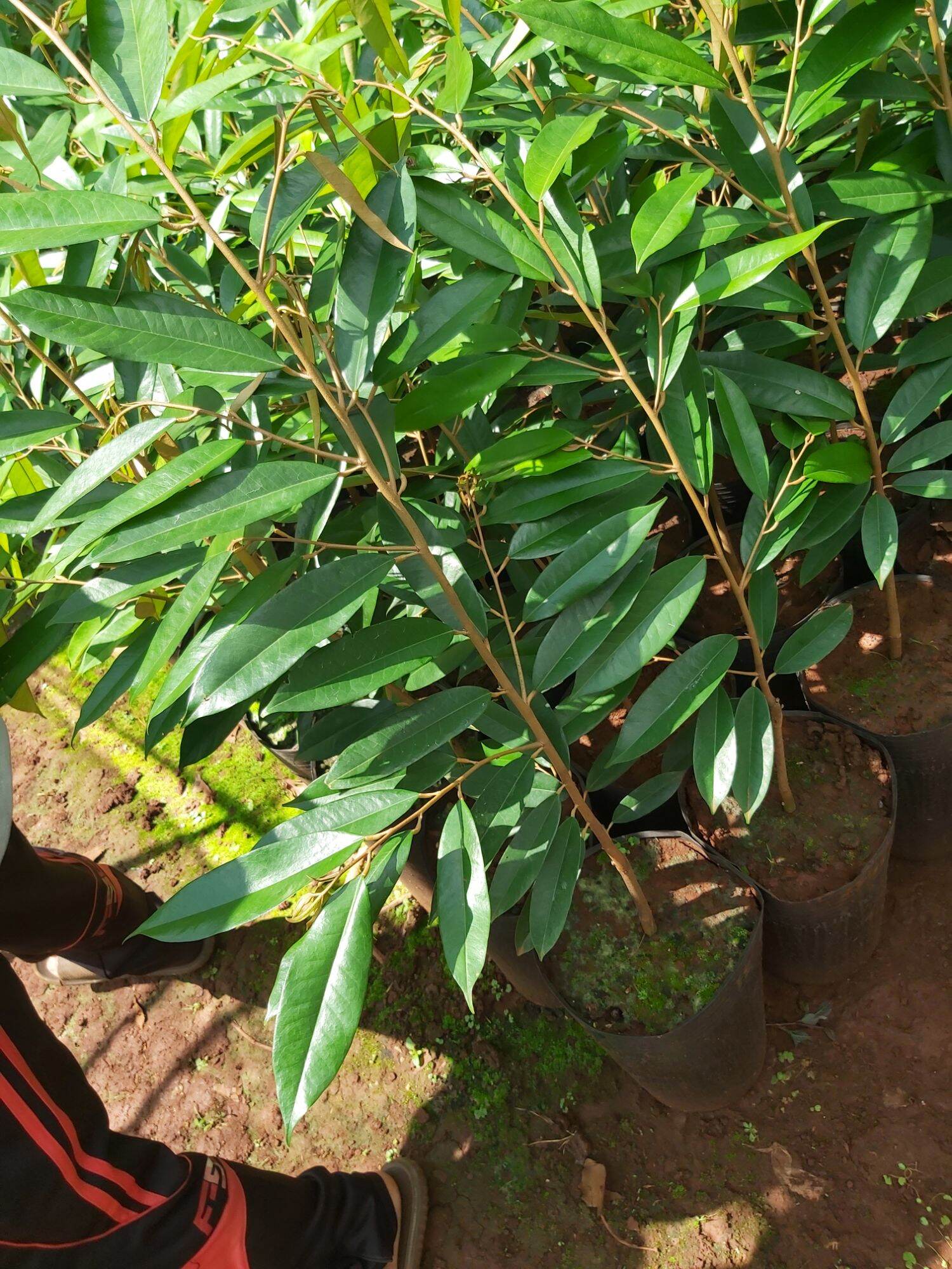 CÂY GIỐNG SẦU RIÊNG ÓC KHỈ