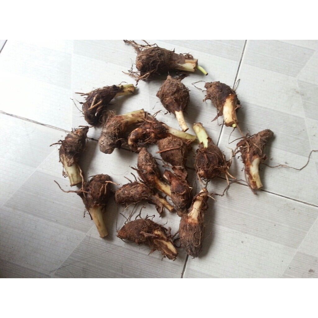 Cây khoai môn tím, môn đỏ