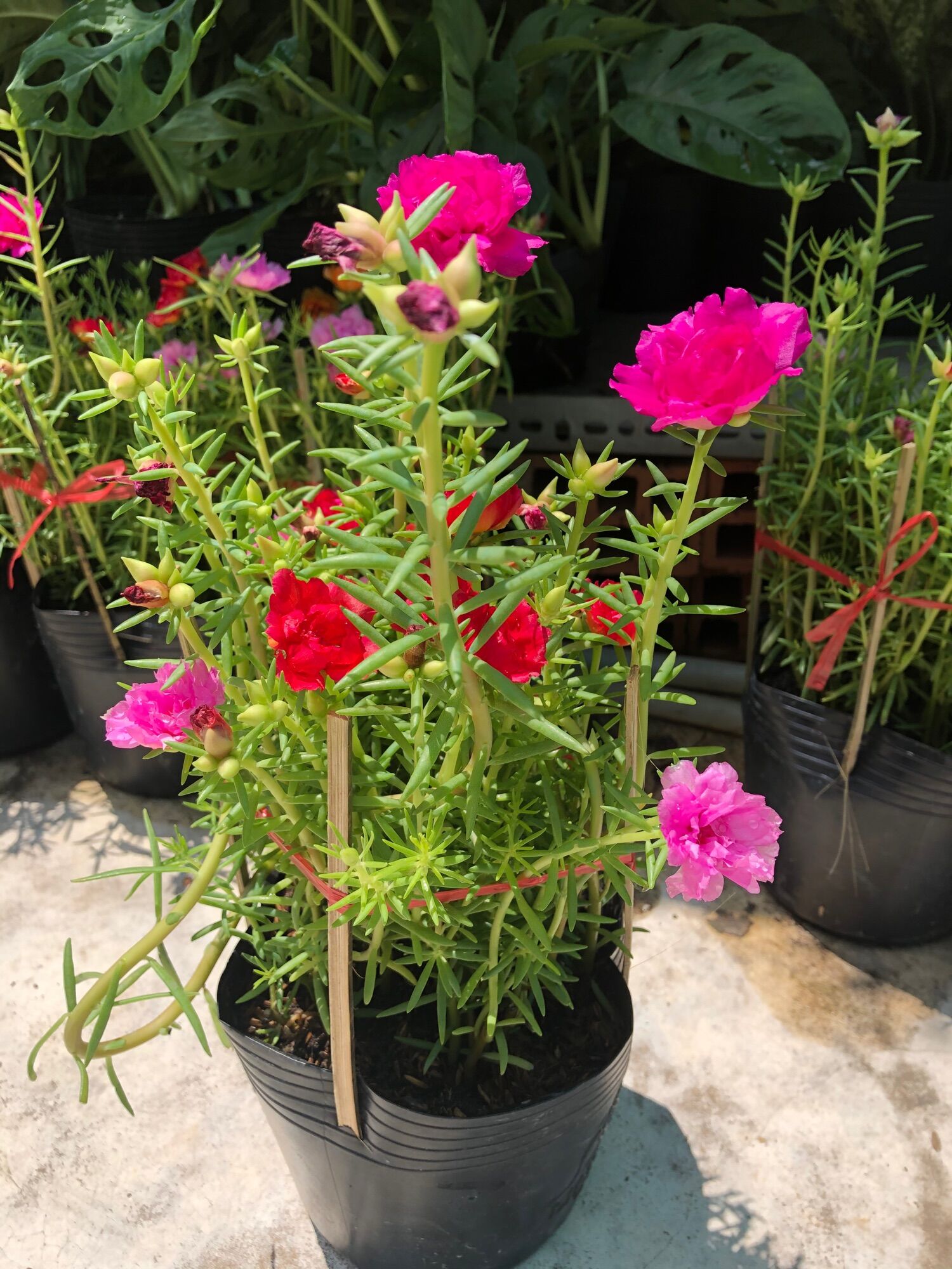 Chậu hoa mười giờ nhiều màu sắc