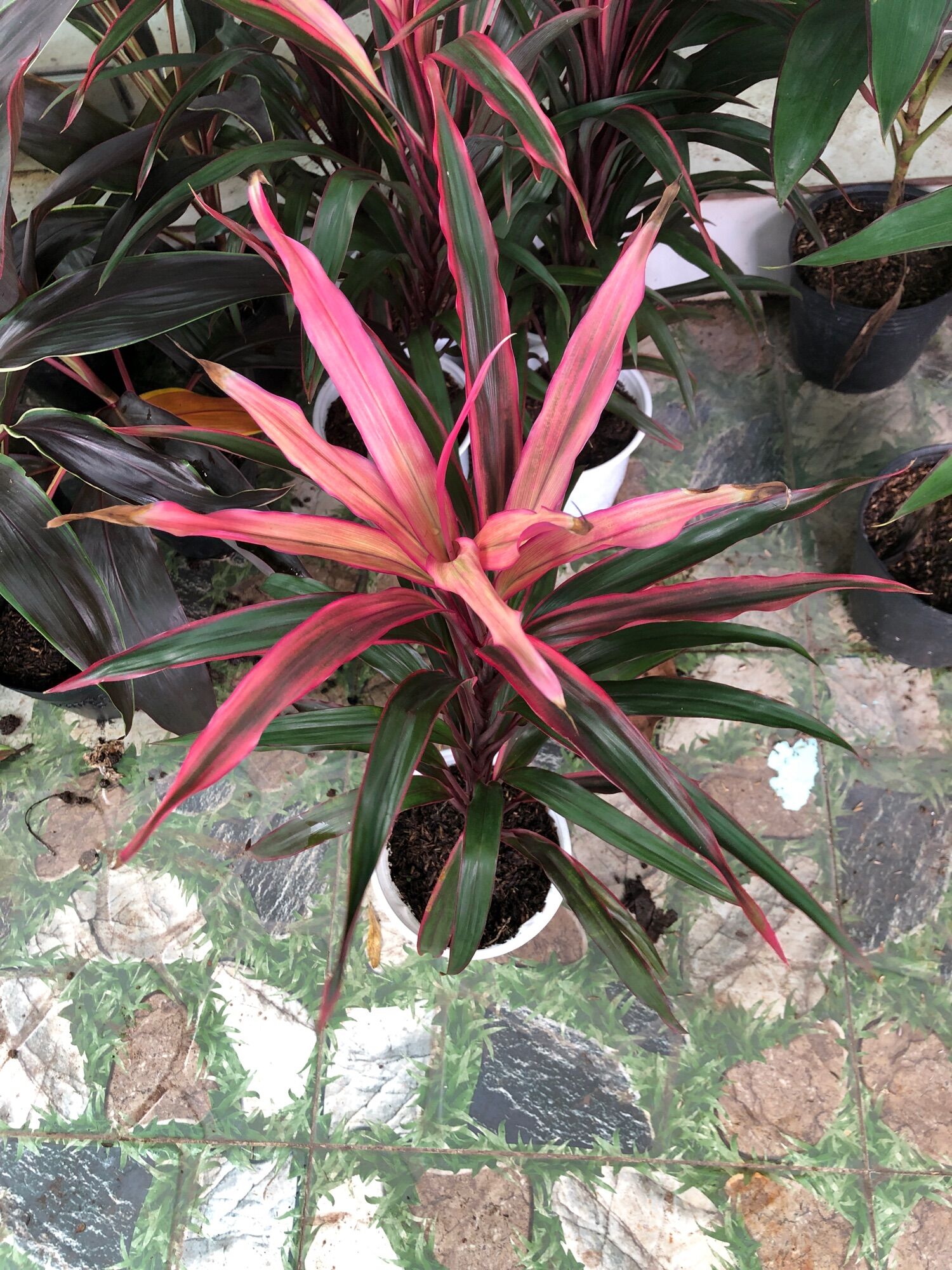 Cây phát tài Singapore lá đỏ
