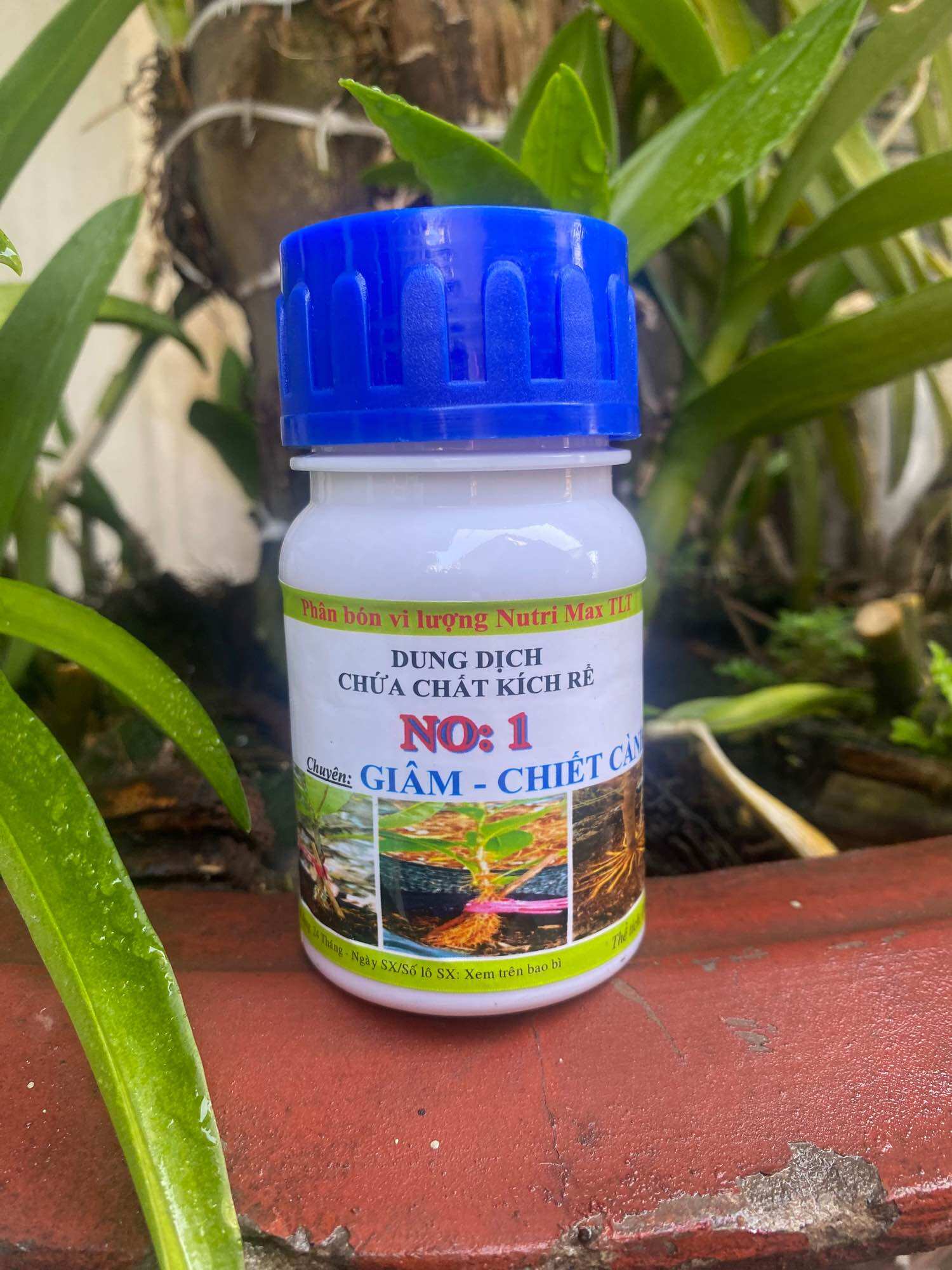 Kích rễ cực mạnh NO1 , kích rễ cho gốc - chiết cành - găm cành