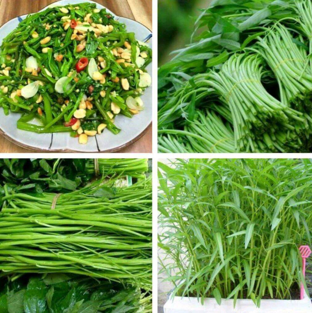 Hạt giống rau muống lá tre gói 50g