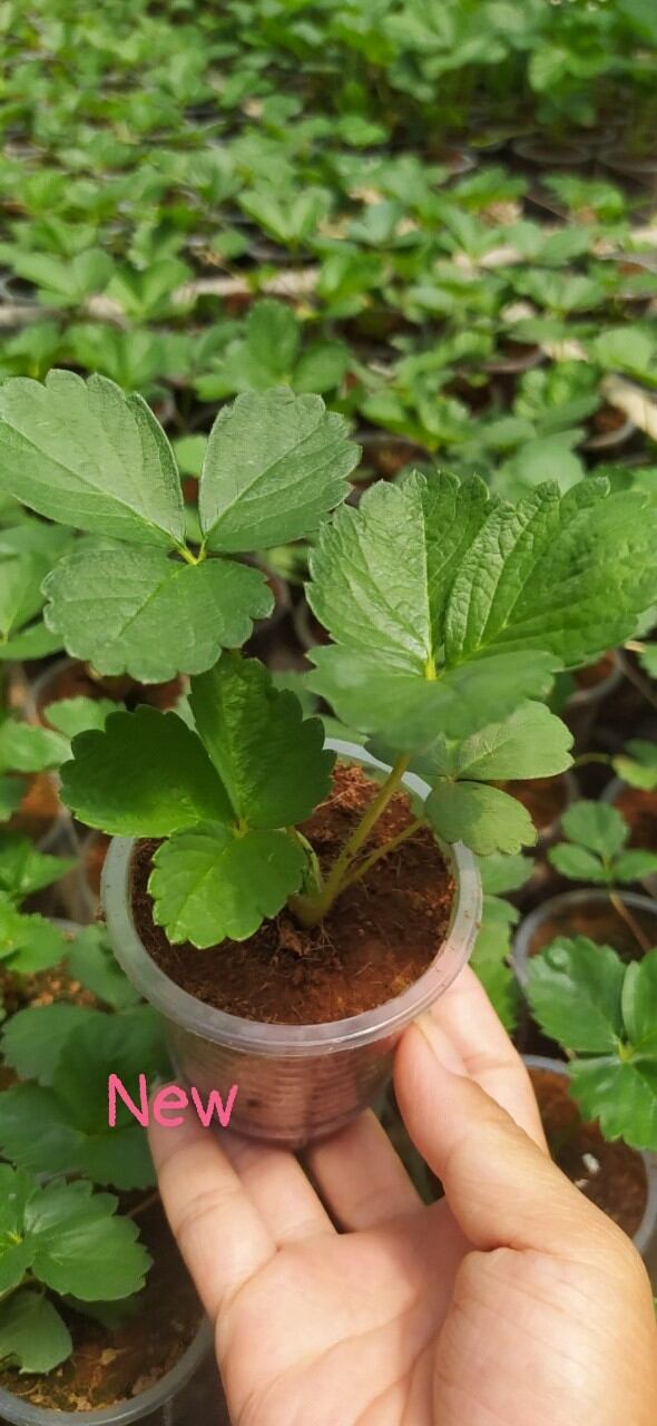 Combo 5 cây dâu cấy mô trồng ổn định trong ly