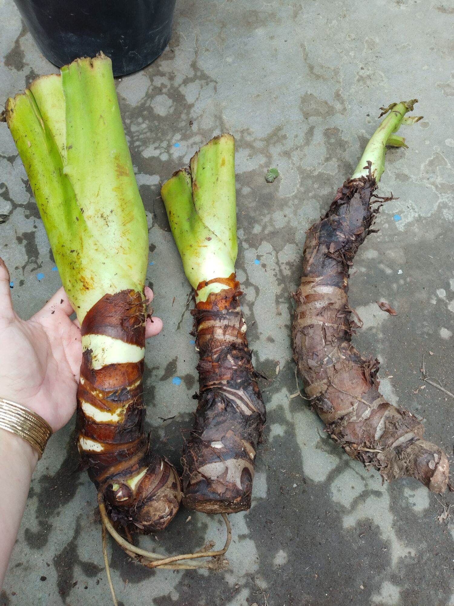 Củ cây Ráy Voi
