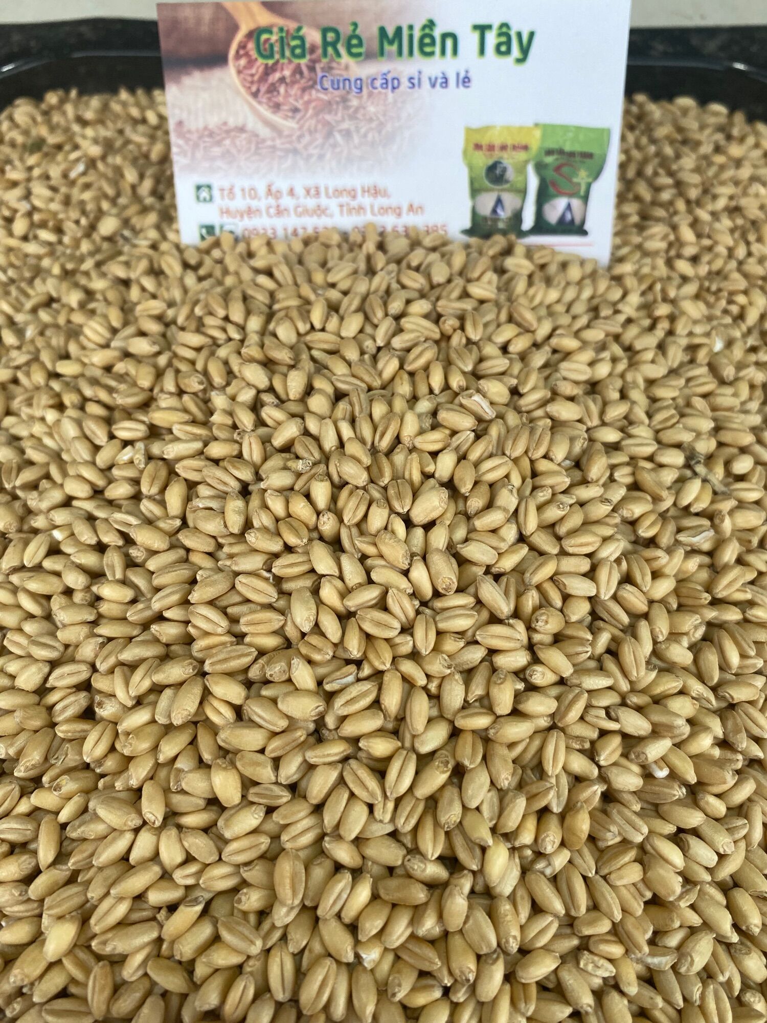1kg Hạt Lúa Mì Vàng