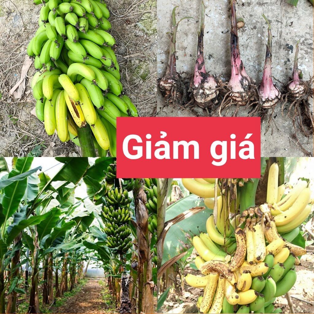 Cây chuối già hương - siêu trái