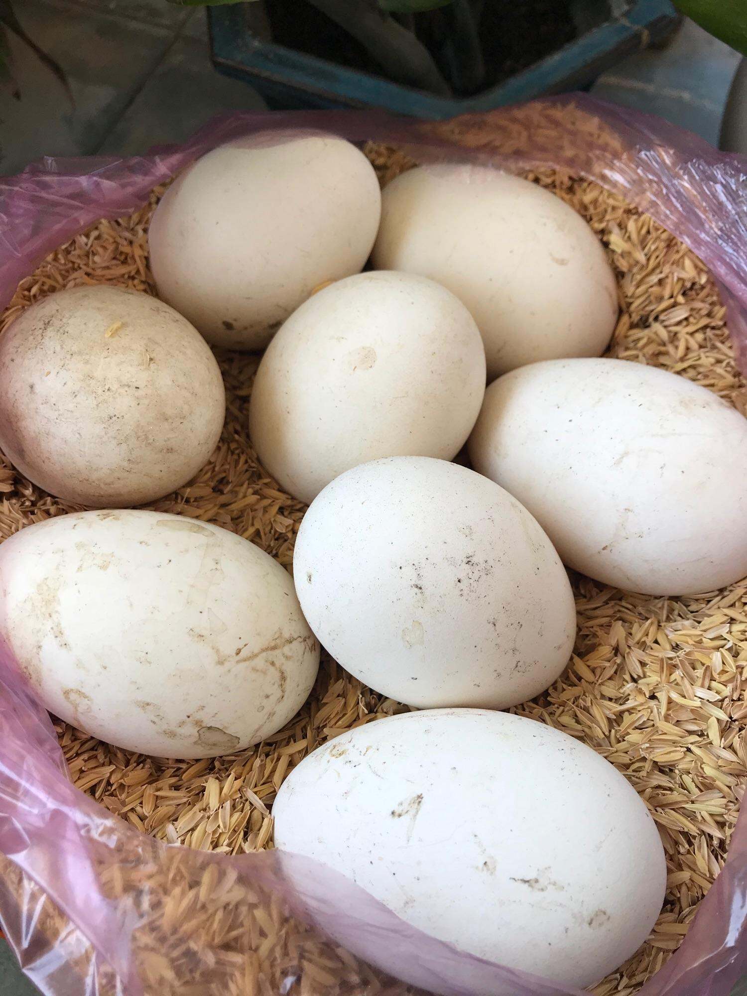 Trứng ngỗng nhà thả vườn thơm ngon Bình Định