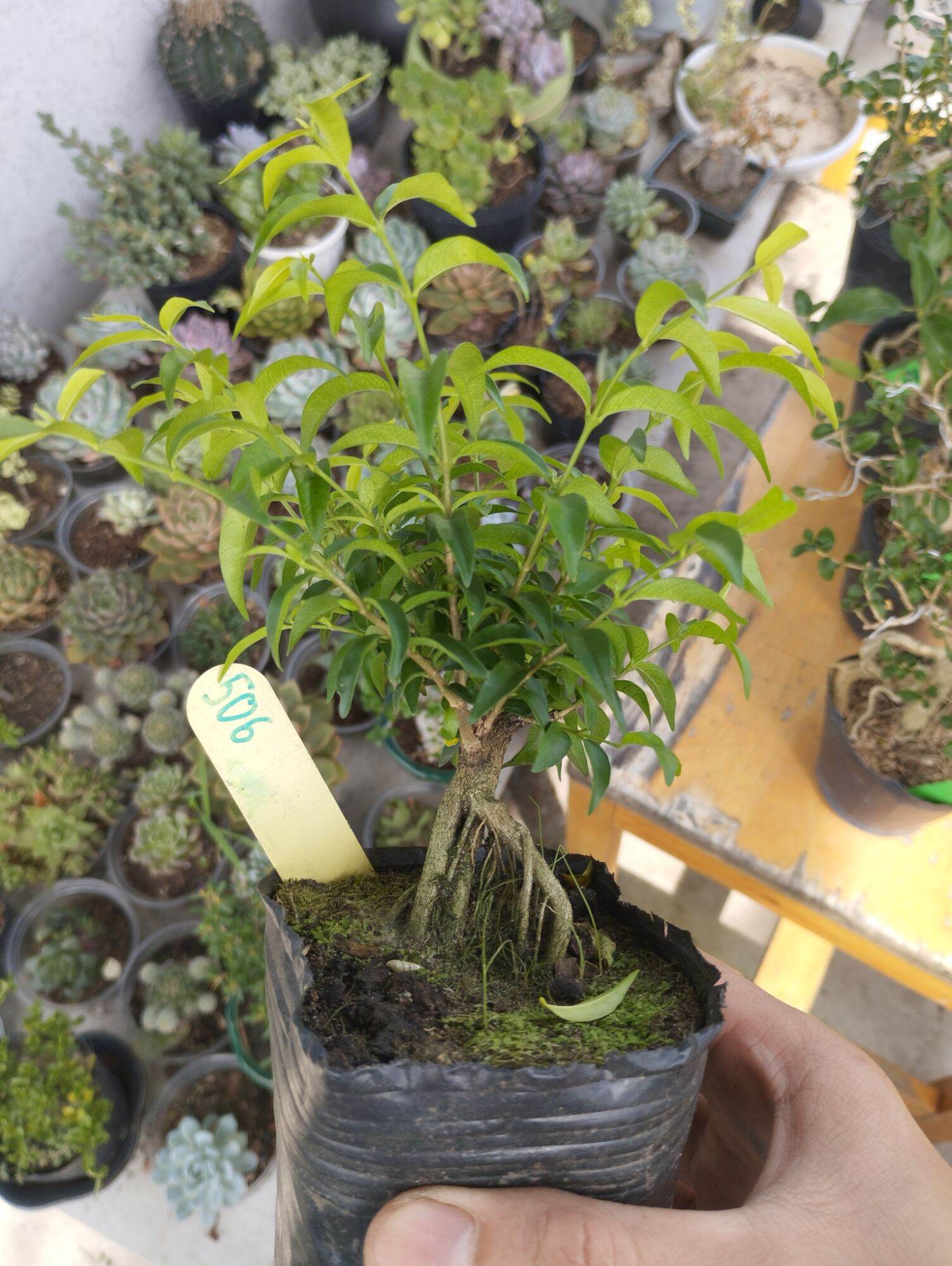 Mini Bonsai Water Matting Plant