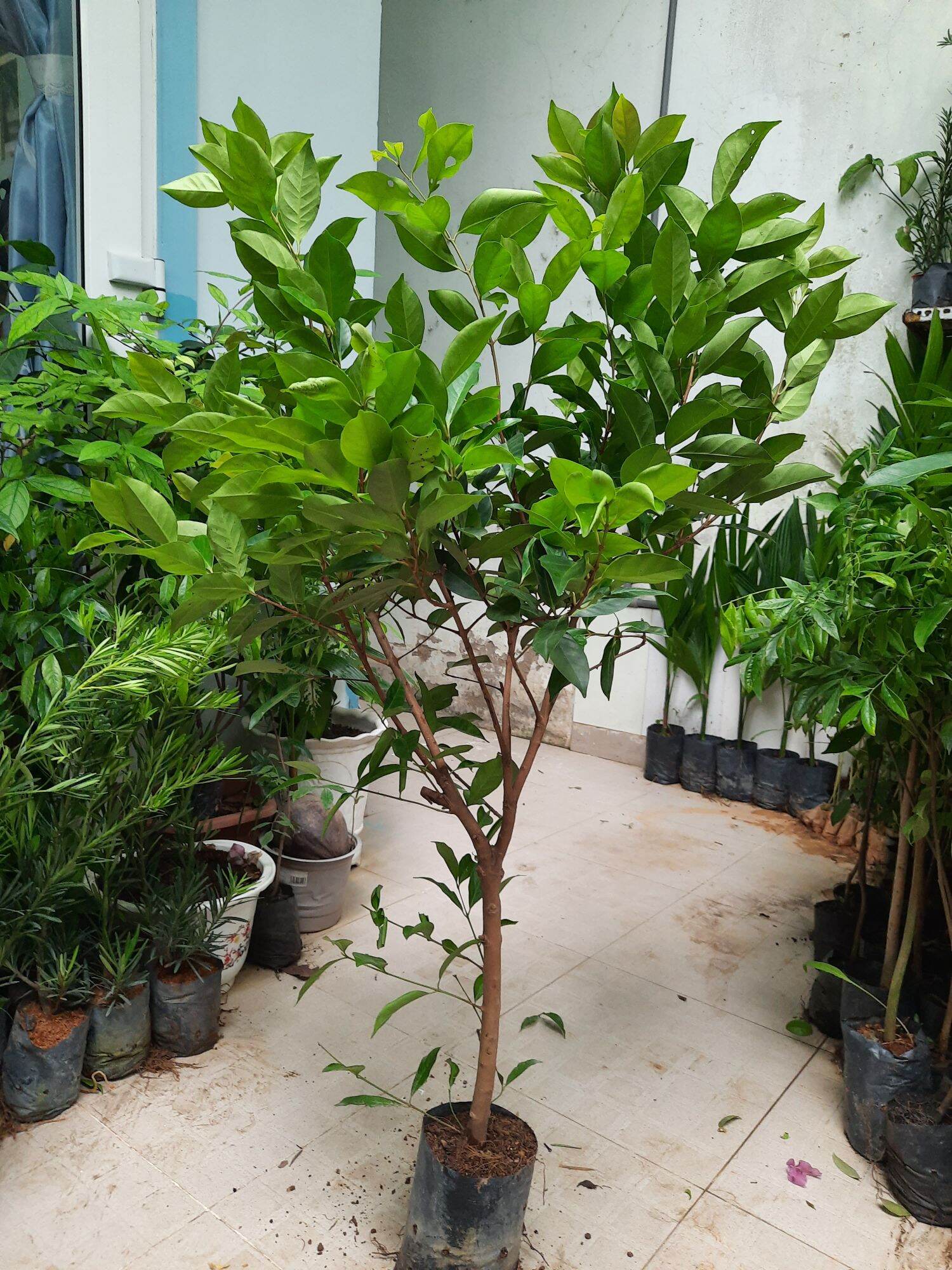 Cây sắn thuyền, Chiều Cao 1m, lựa chọn cây