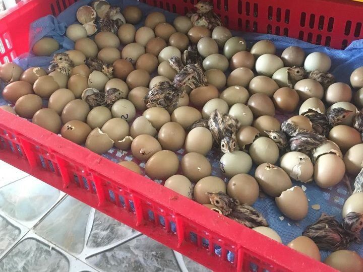 10 Trứng chim trĩ ấp nở con giống
