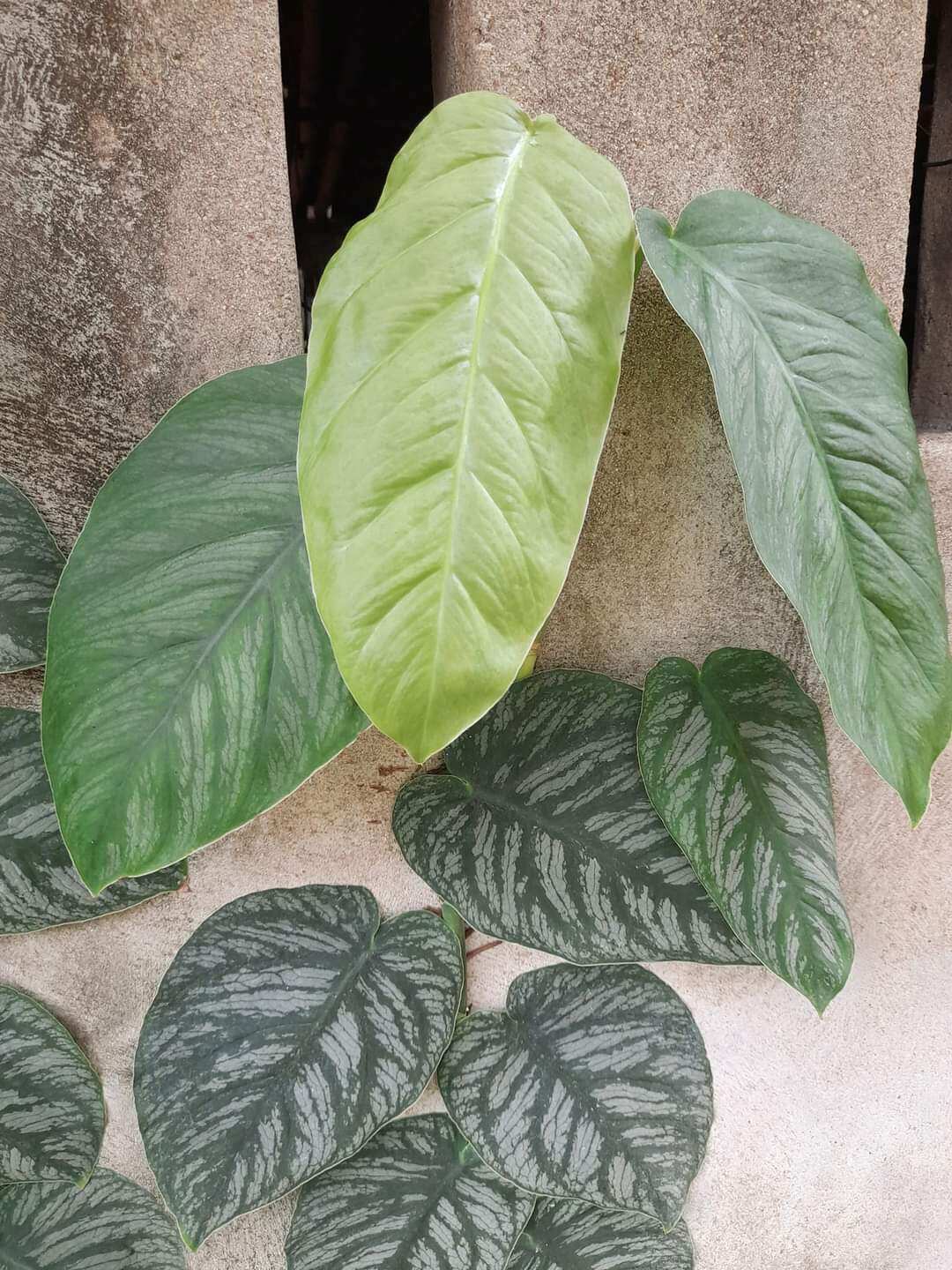 Cây monstera dubia