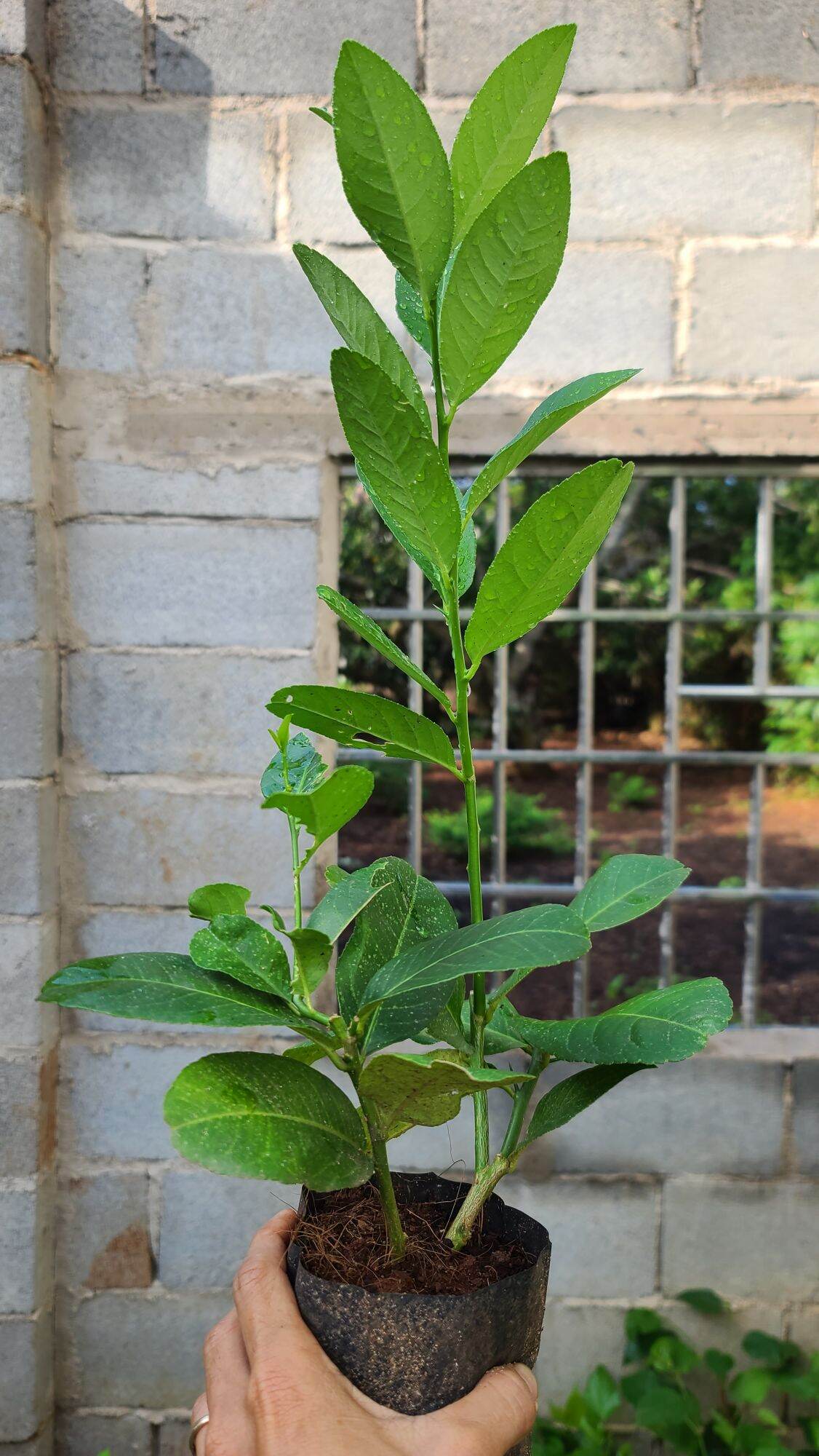 Cây Giống Chanh Vàng Eureka. Chanh Mỹ.
