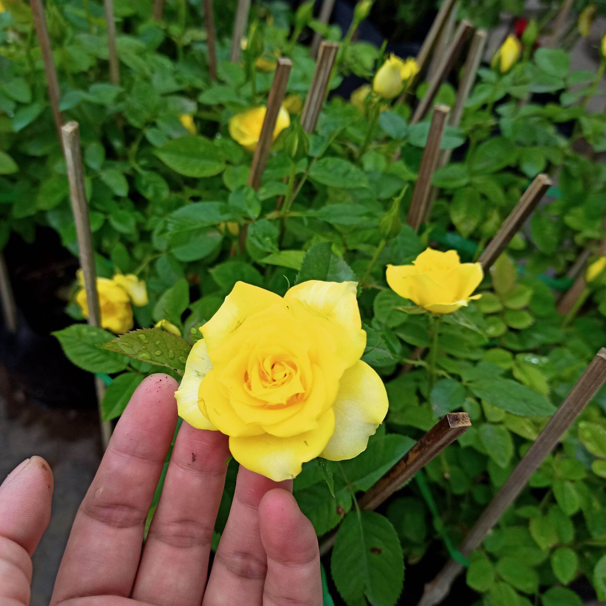 Chậu cây hoa hồng tezza vàng