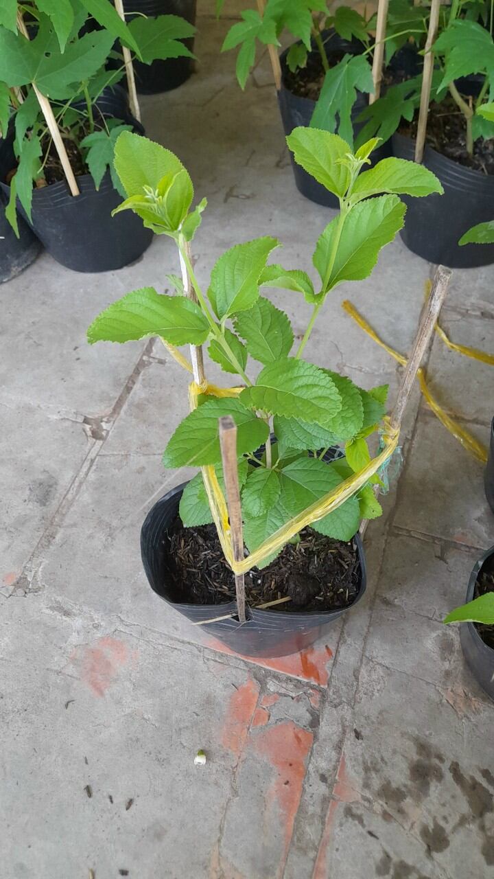 cây bạch trầm hương
