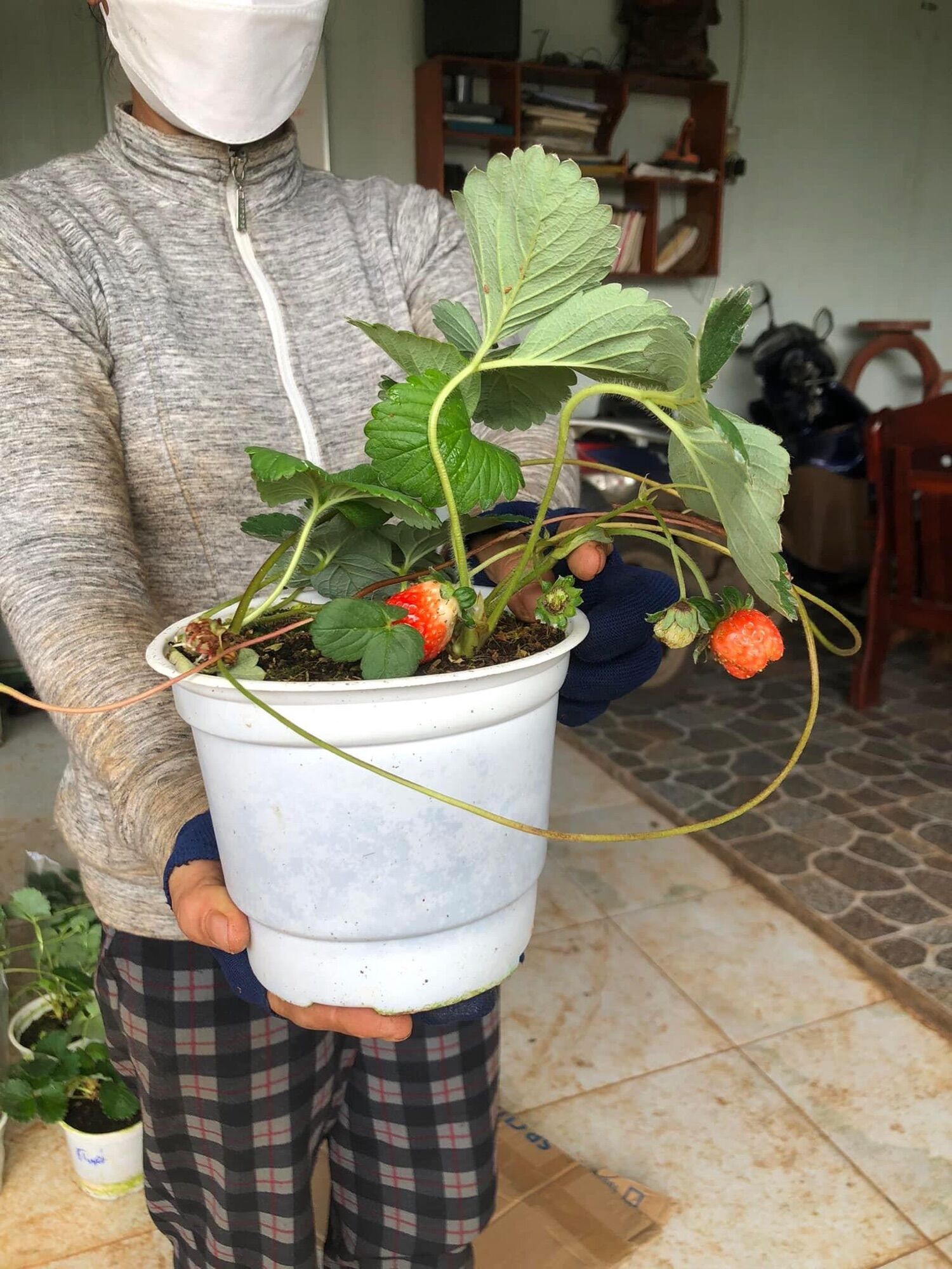Cây dâu Tây chịu nhiệt giống Sachi, đang sẵn trái