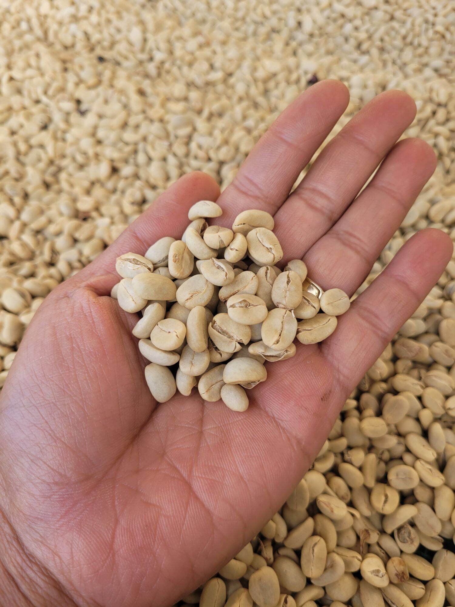 Nhân xanh Arabica cầu đất ( chưa rang)