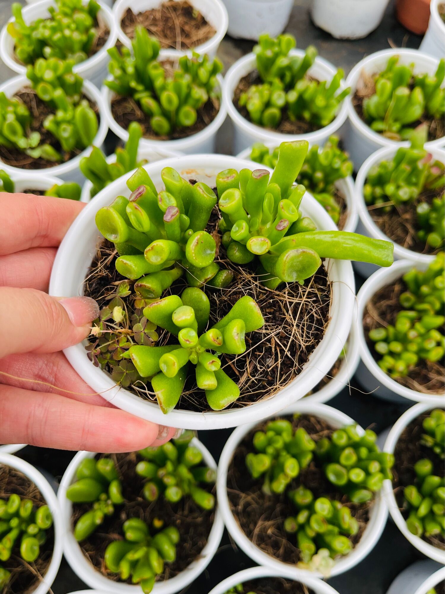 Sen đá ống điếu size trung 5-7cm xuất vườn đà lạt