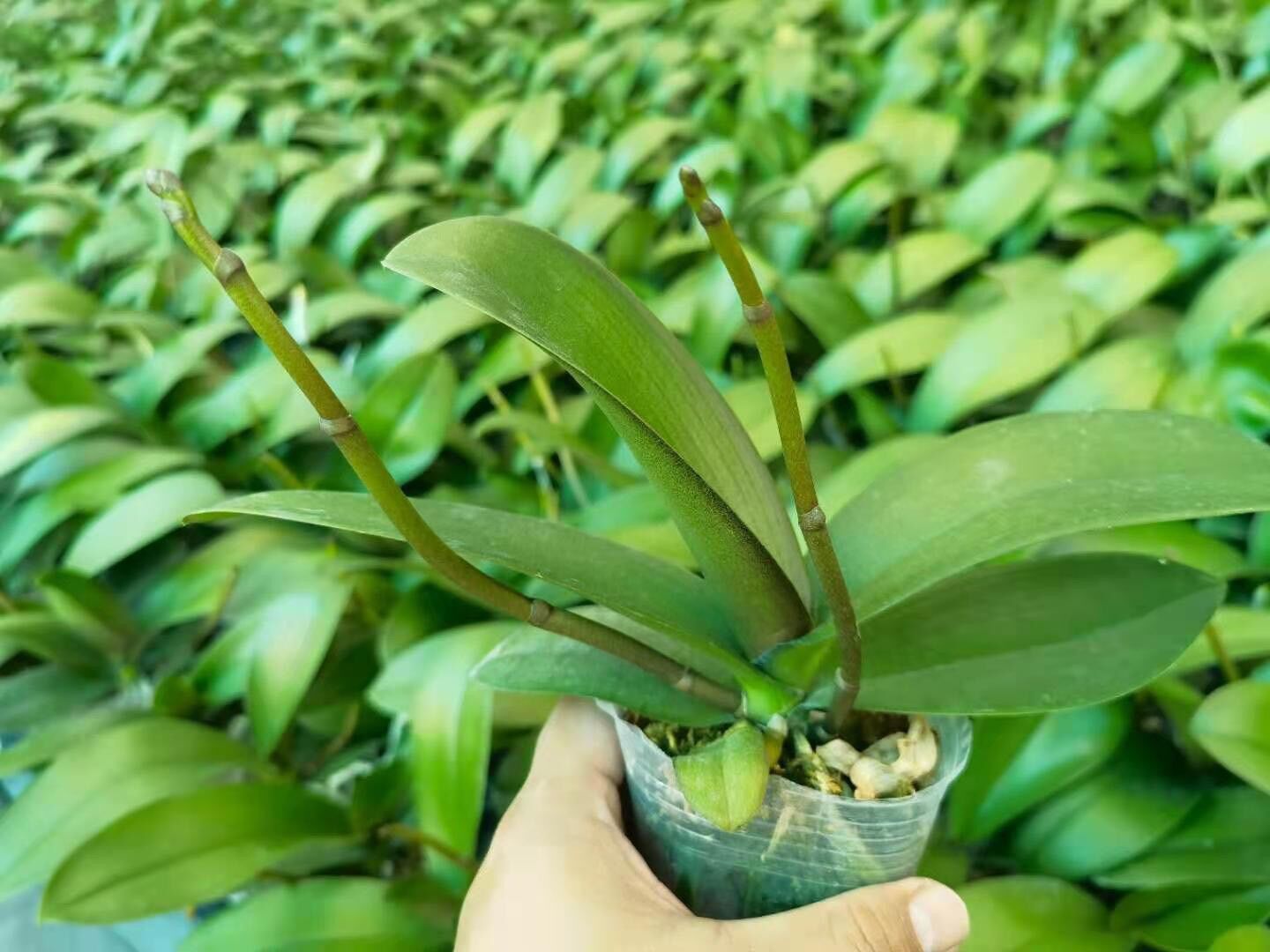 Combo 3 lan 2 ngồng 3 màu - hoa đại hoa tết