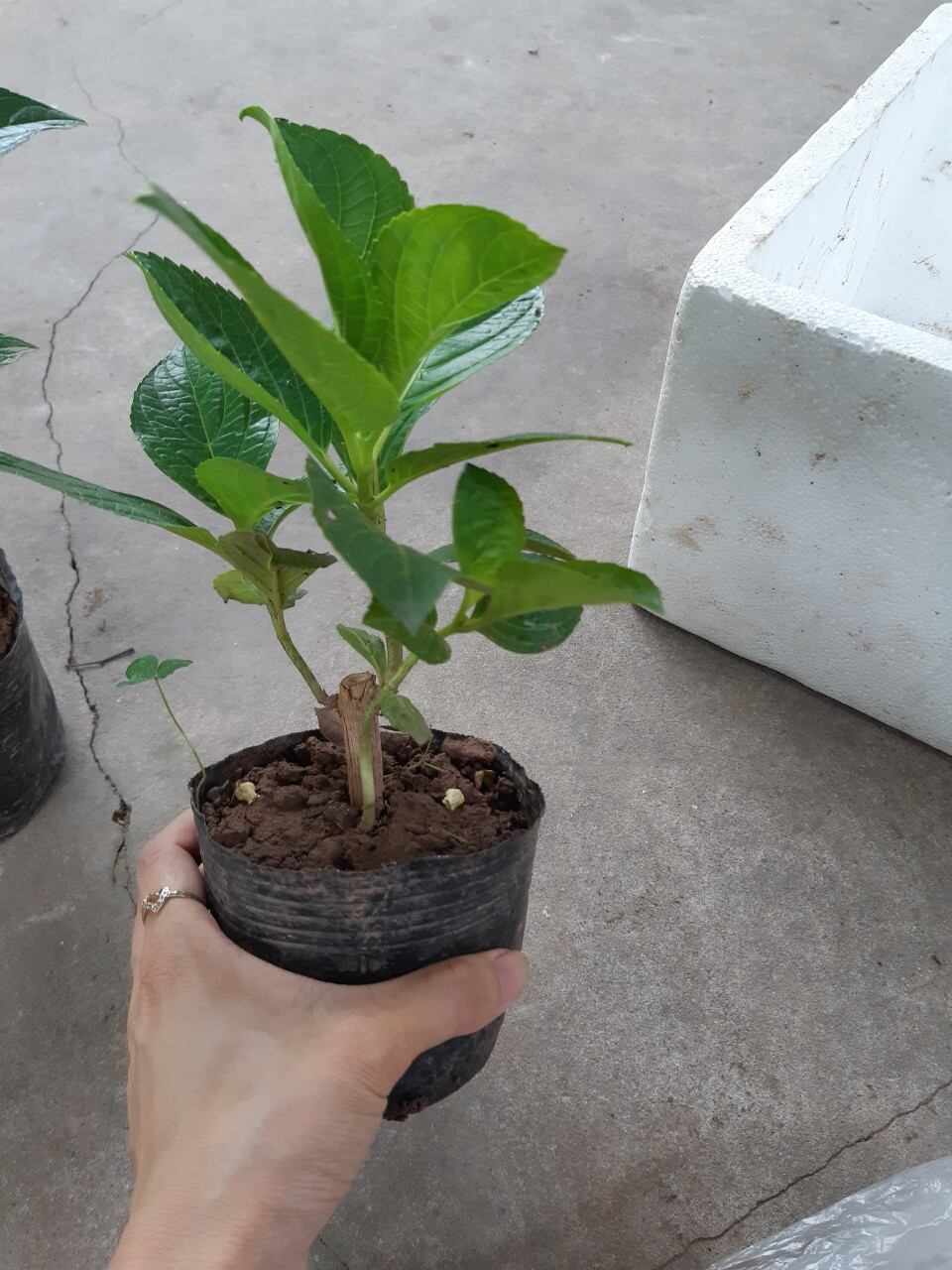 Bầu cẩm tú cầu như ảnh.ảnh thật