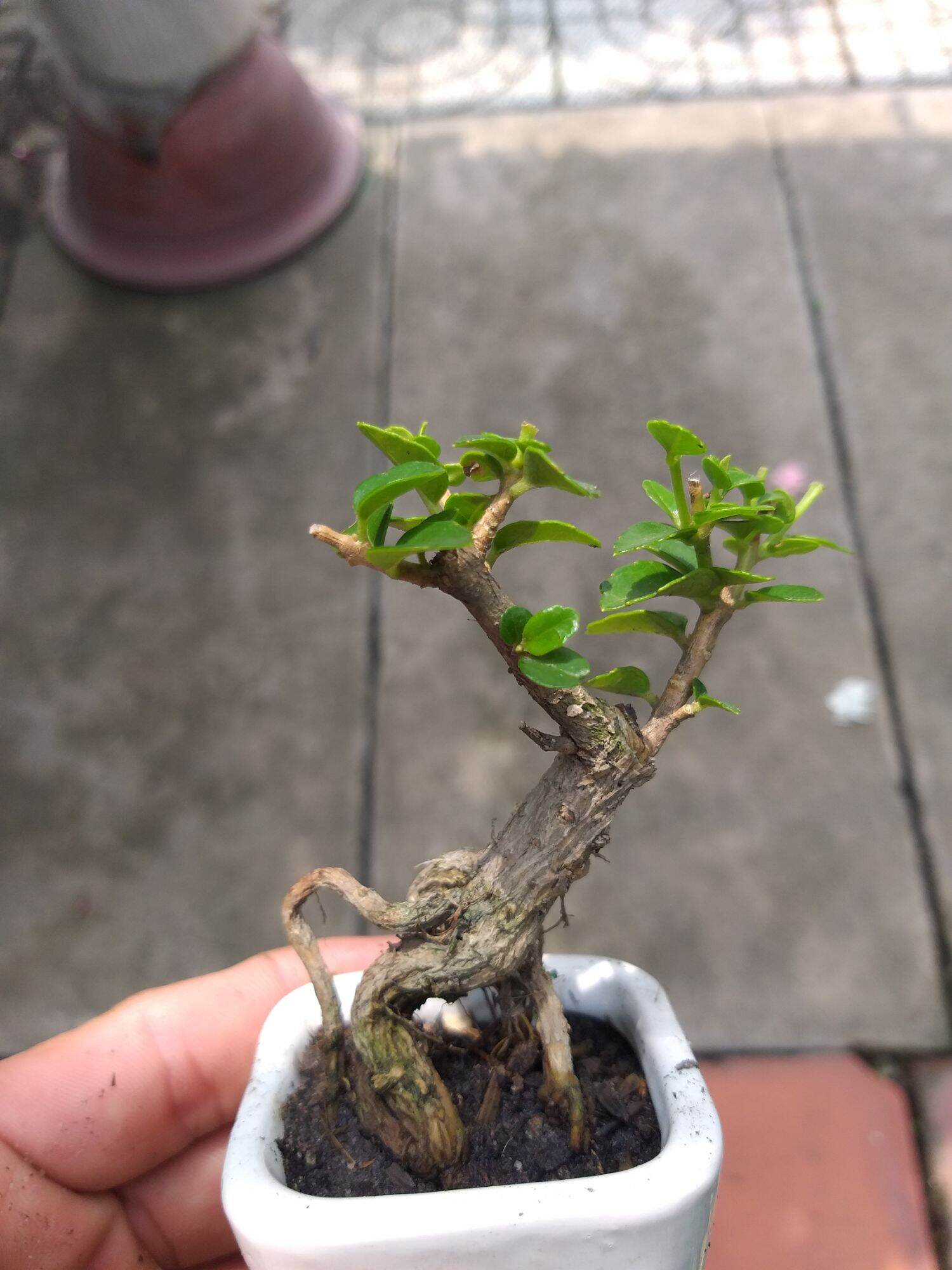 [HCM]Sam Hương mini Bonsai Có chậu