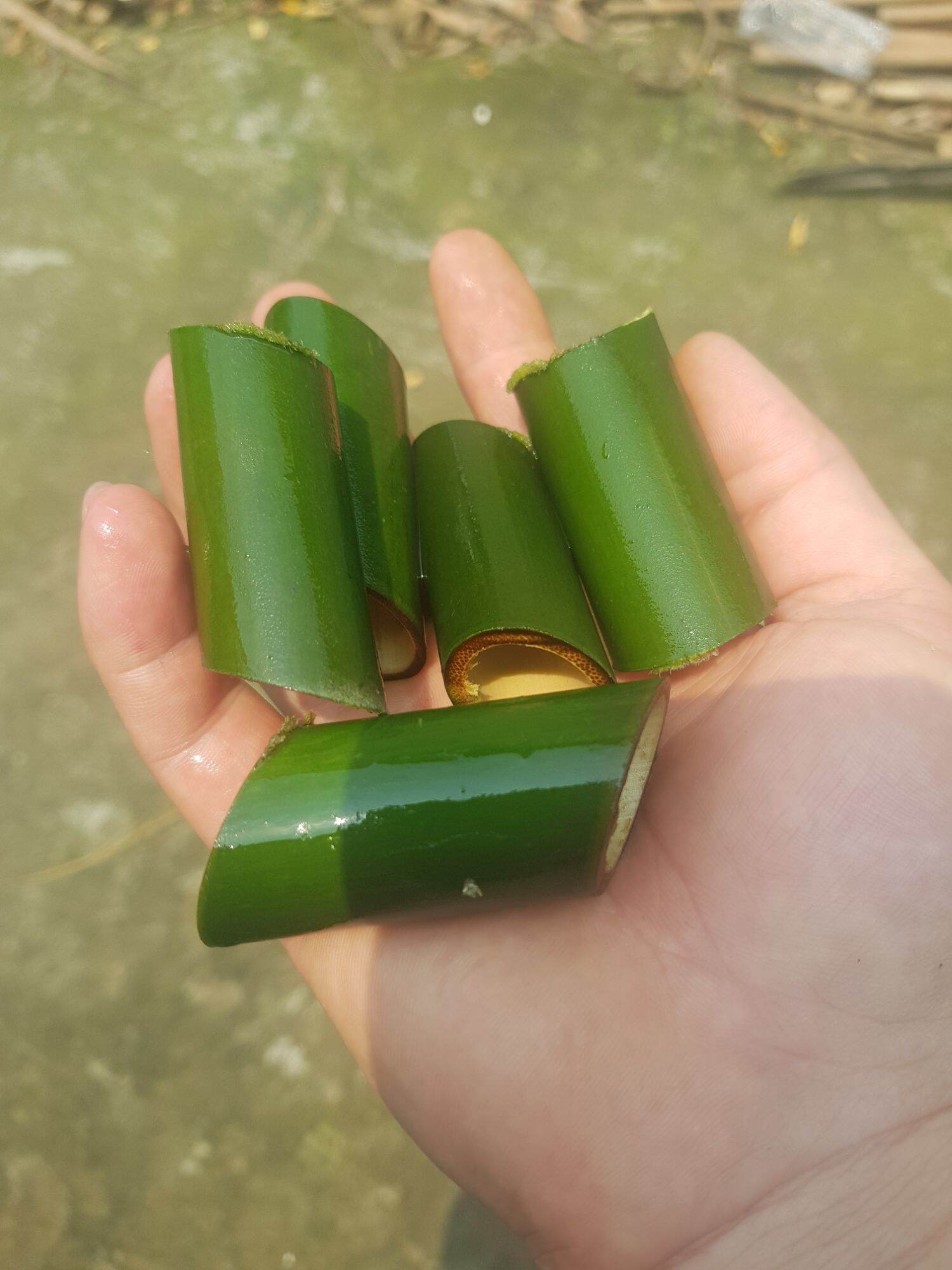 500 - ống nứa nhồi ốc dài 5 cm , đường kính : 2 - 2,5 cm , ống cắt vát 2 đầu dễ dàng nhồi thực phẩm.