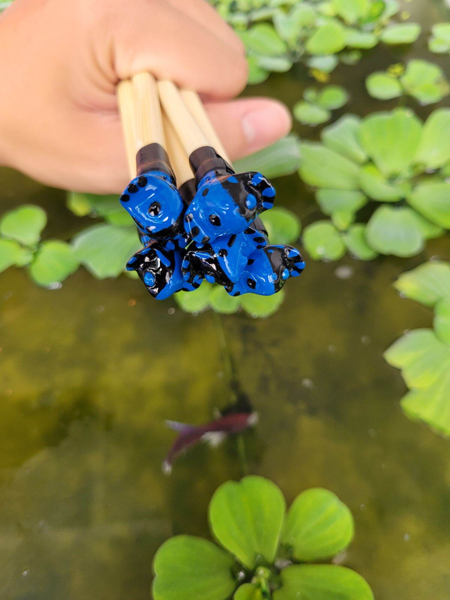 CÂY KÈ CÁ BETTA PHÙNG MANG GIÚP CÁ KÈ SUNG KHỎE