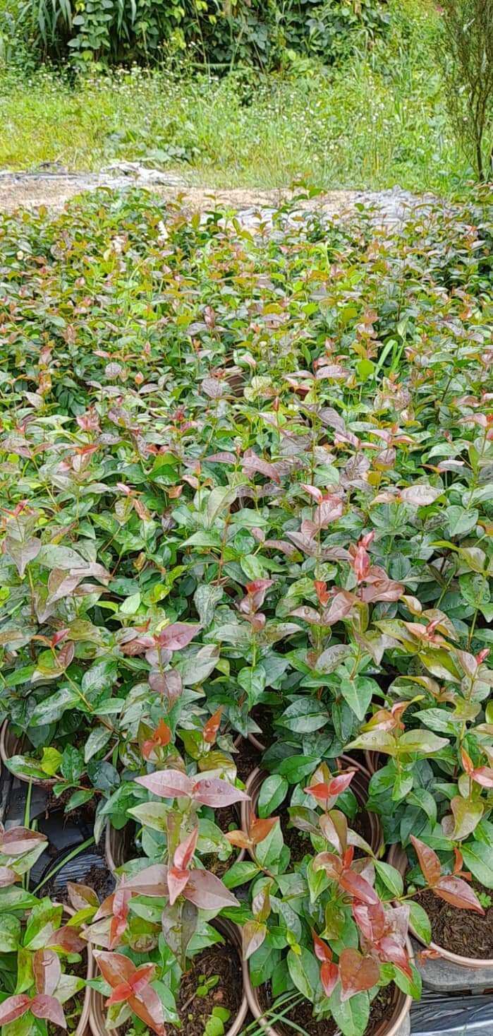 Cây giống cherry Anh Đào