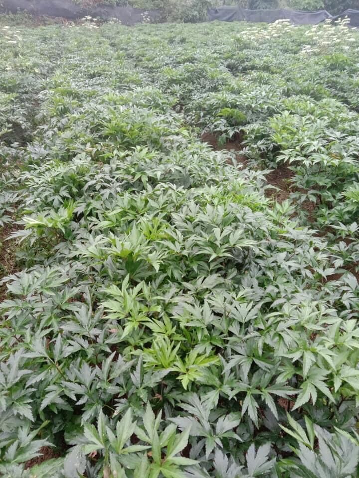 Sâm đương quy tươi Sìn Hồ Lai (120k/kg)