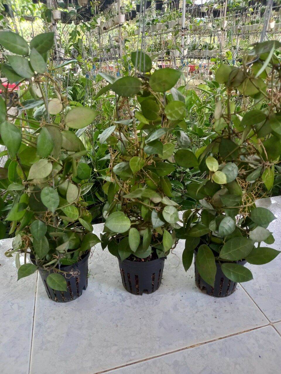 Cẩm cù gà lai chậu lớn sắp hoa