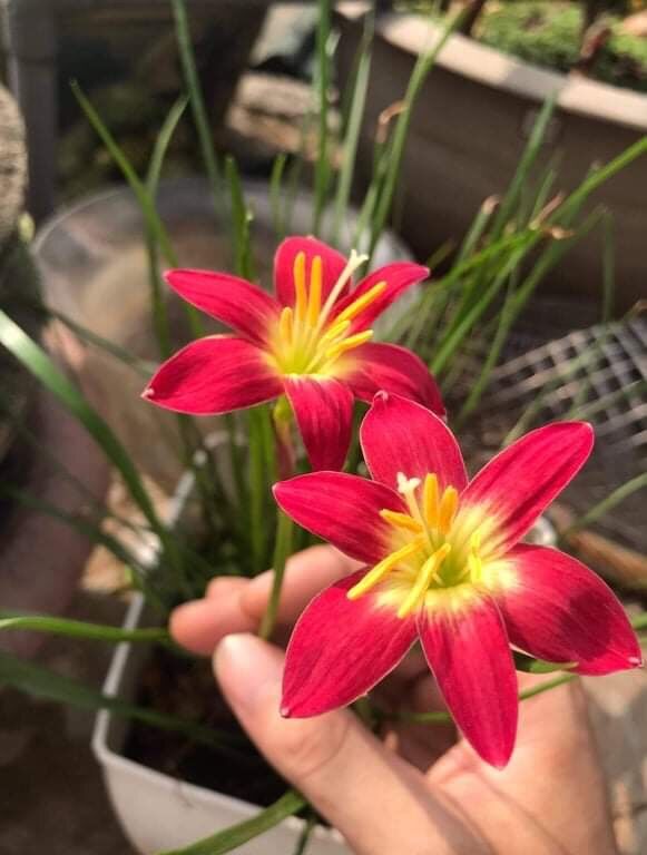 Củ huệ mưa- dễ trồng- dẽ chăm sóc