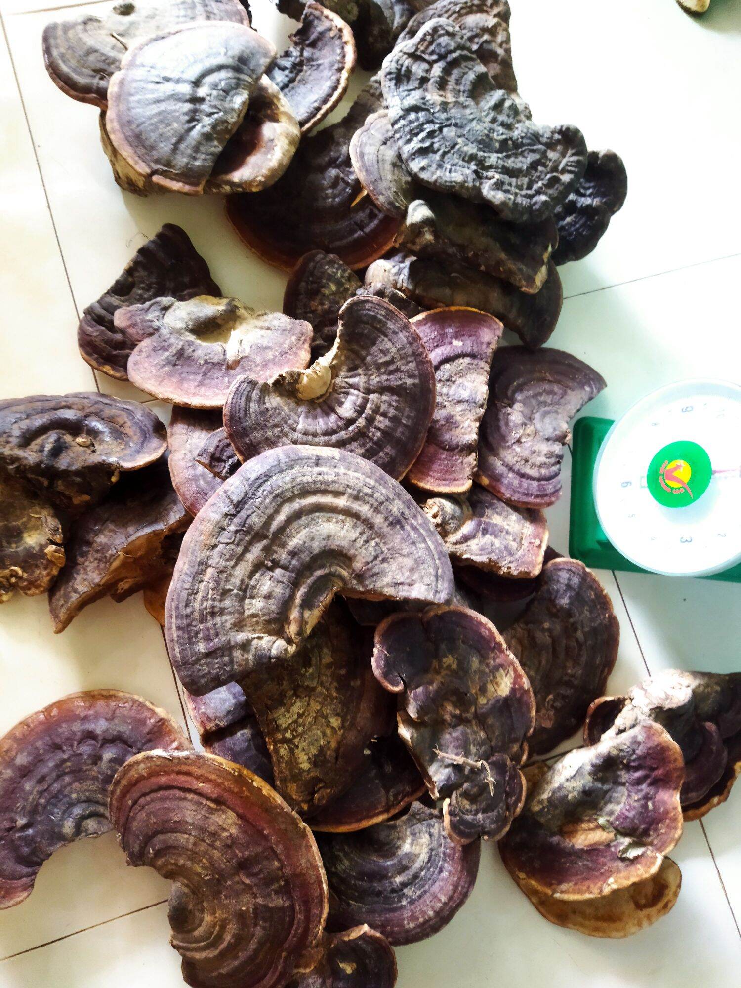 1kg Nấm linh chi rừng nguyên miếng