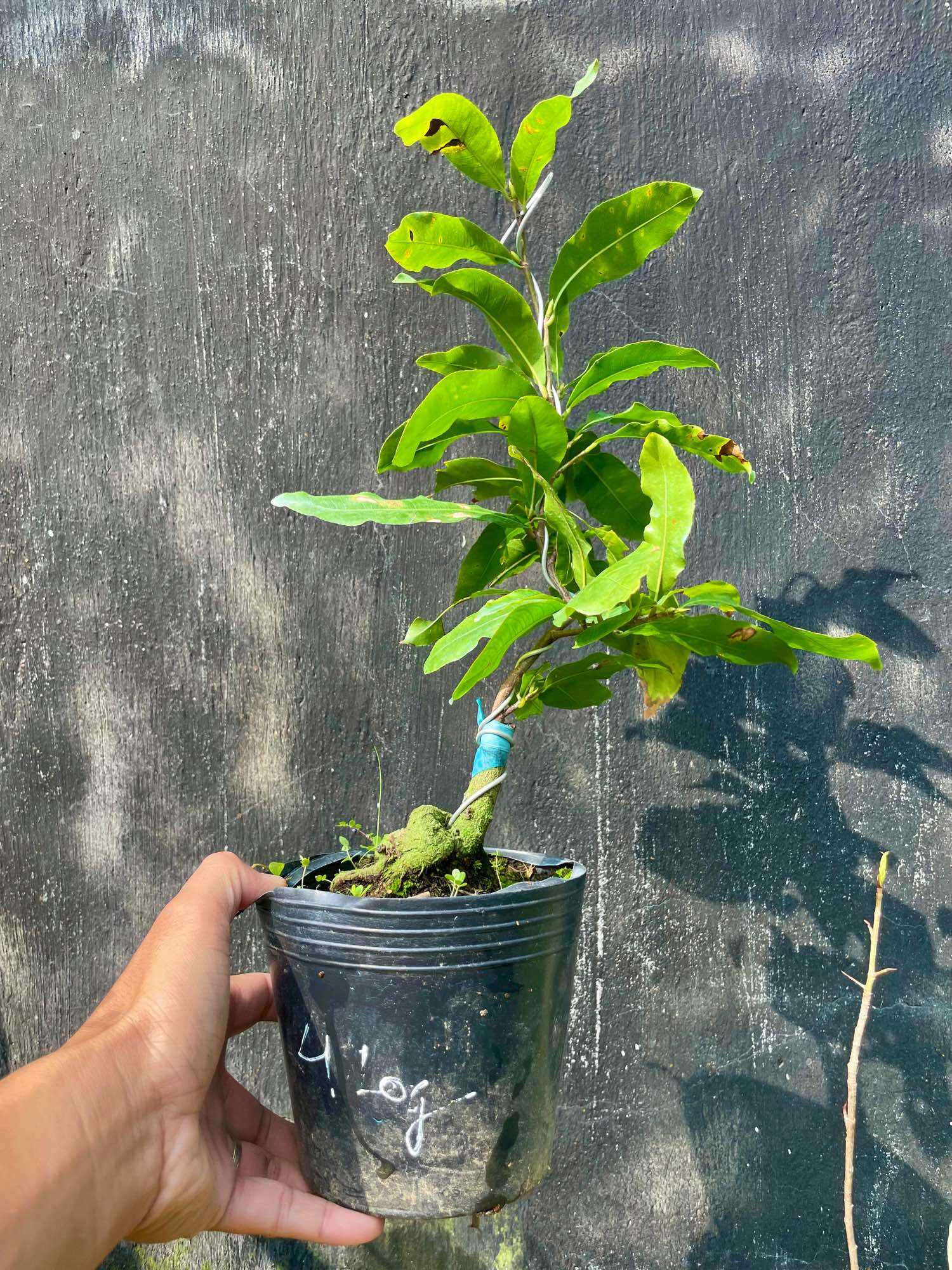 [HCM]Mai cúc tư long (bình định) hoa nhiều cánh
