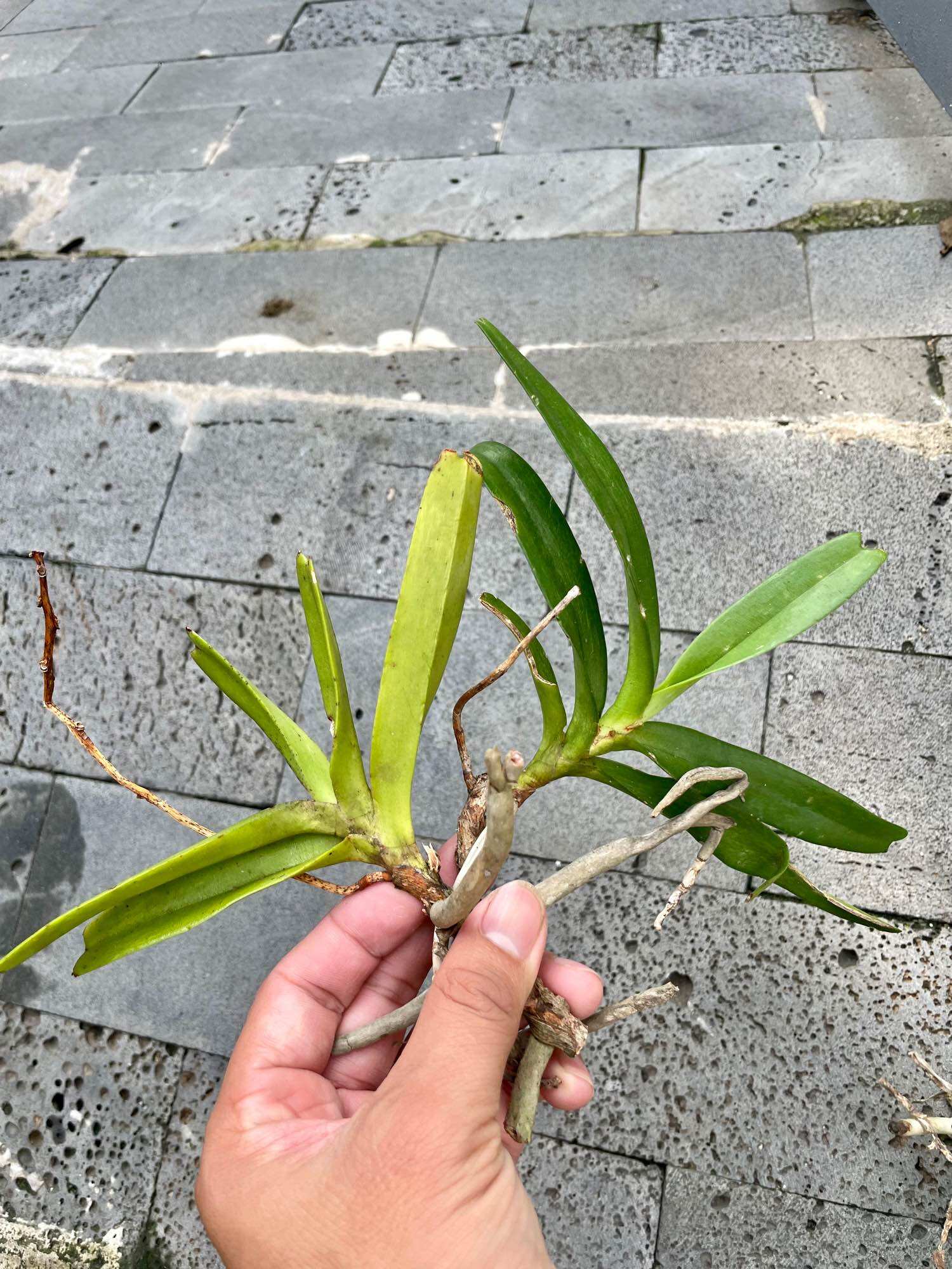 combo 3 cây lan rừng HỒNG NHẠN (hoa thơm, dễ trồng, bao sống)