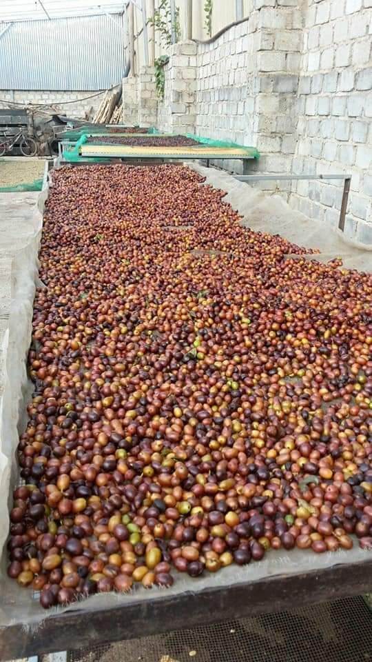 500g Cà Phê Hạt Rang Mộc DakLak