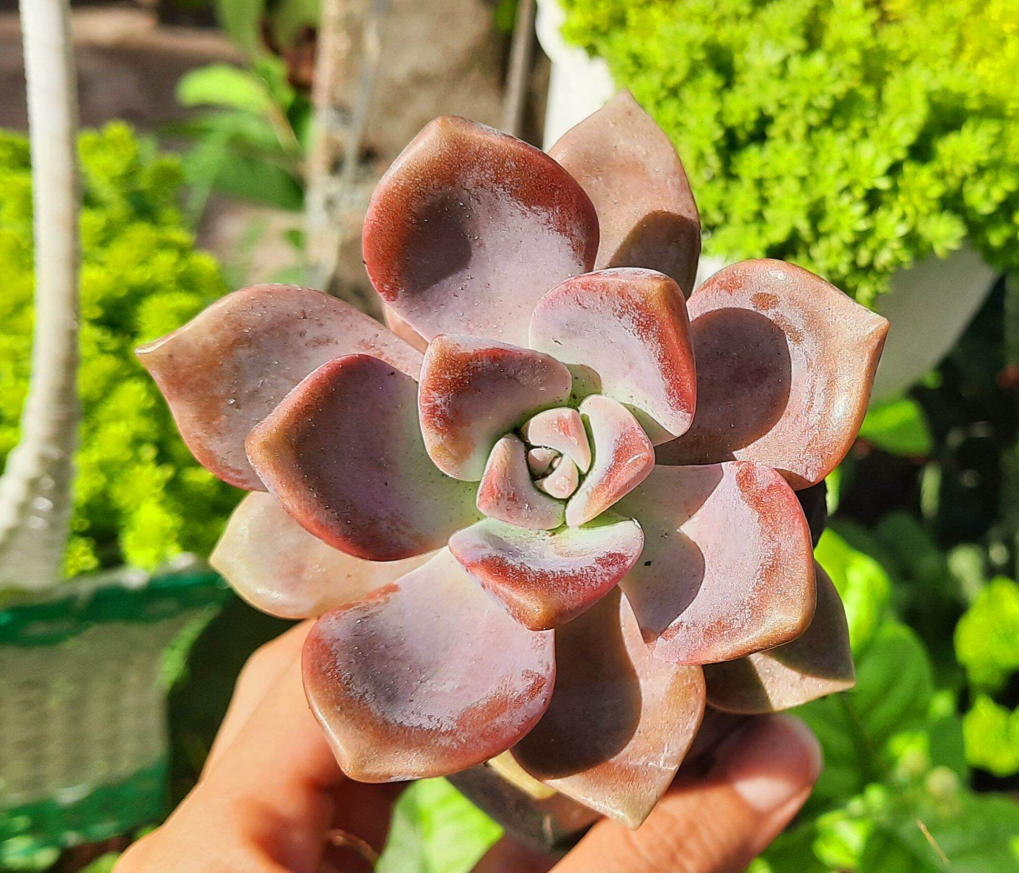 Sen đá HỒNG MẬP size bầu