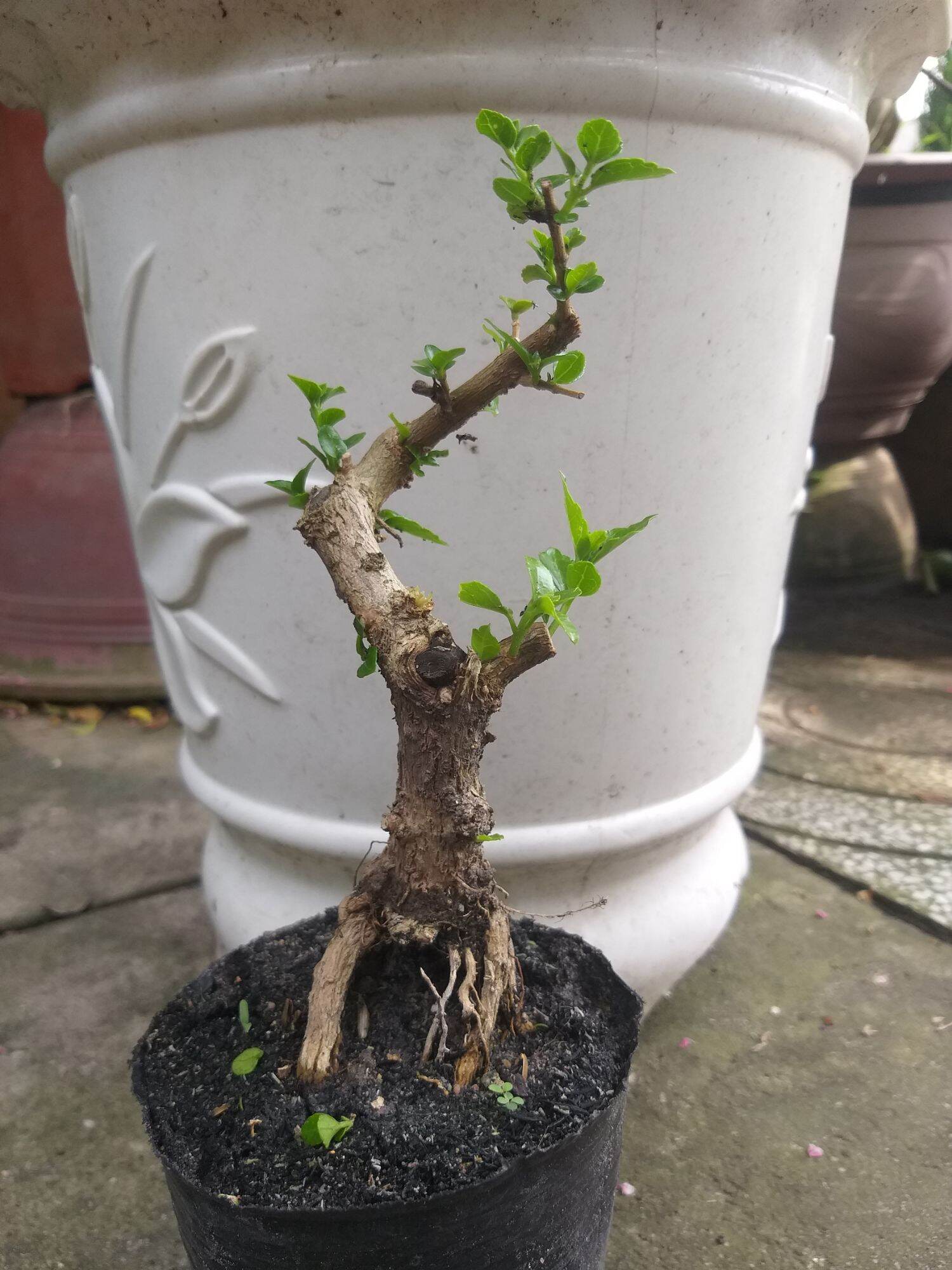 Sam hương bonsai mini dạng phôi