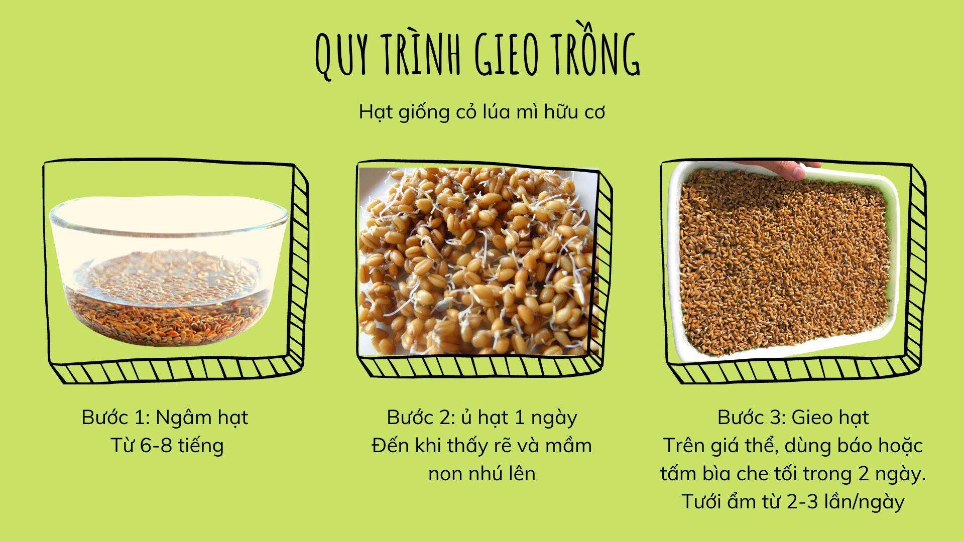 1KG Hạt giống CỎ LÚA MÌ Khải Minh Organic